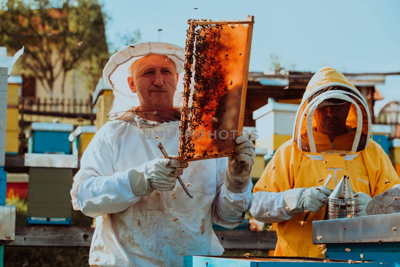 Beekeepers checking honey on the beehive frame in the field. Small business owners on apiary. Natural healthy food produceris working with bees and beehives on the apiary