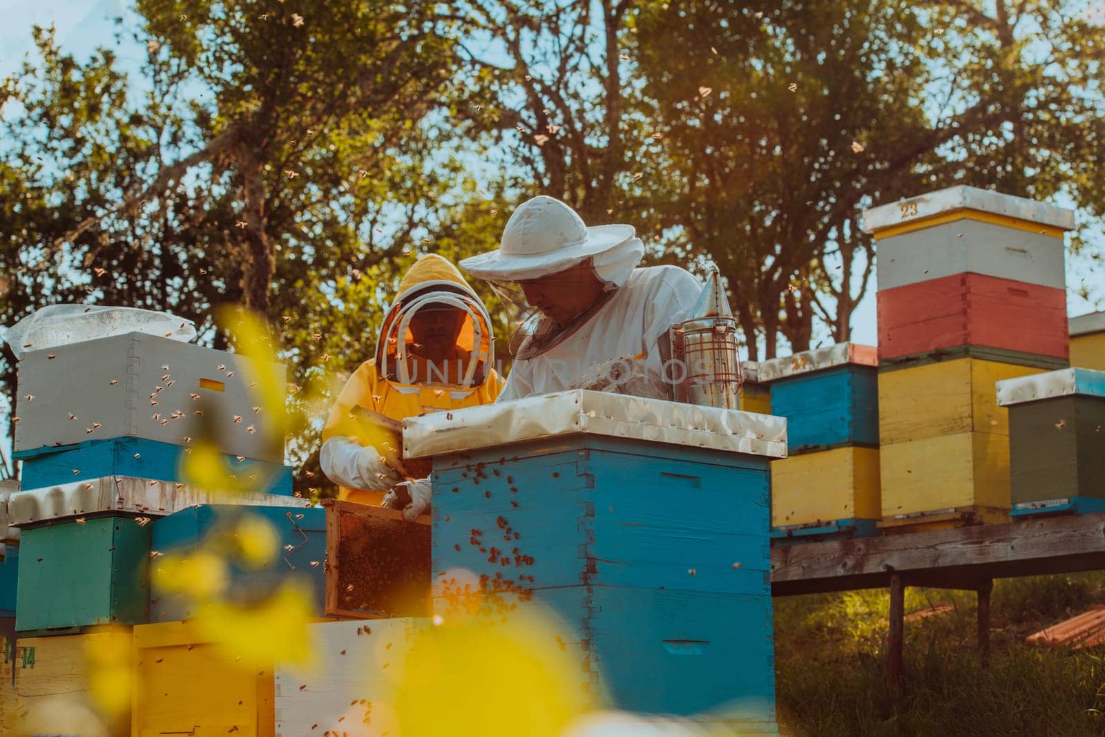 Beekeepers checking honey on the beehive frame in the field. Small business owners on apiary. Natural healthy food produceris working with bees and beehives on the apiary