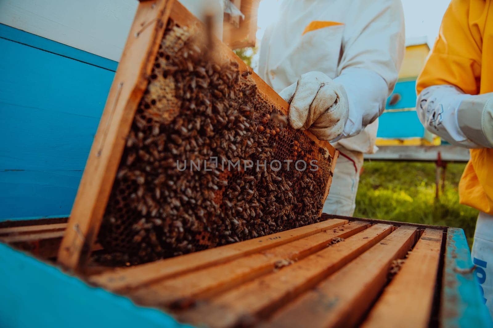 Beekeepers checking honey on the beehive frame in the field. Small business owners on apiary. Natural healthy food produceris working with bees and beehives on the apiary