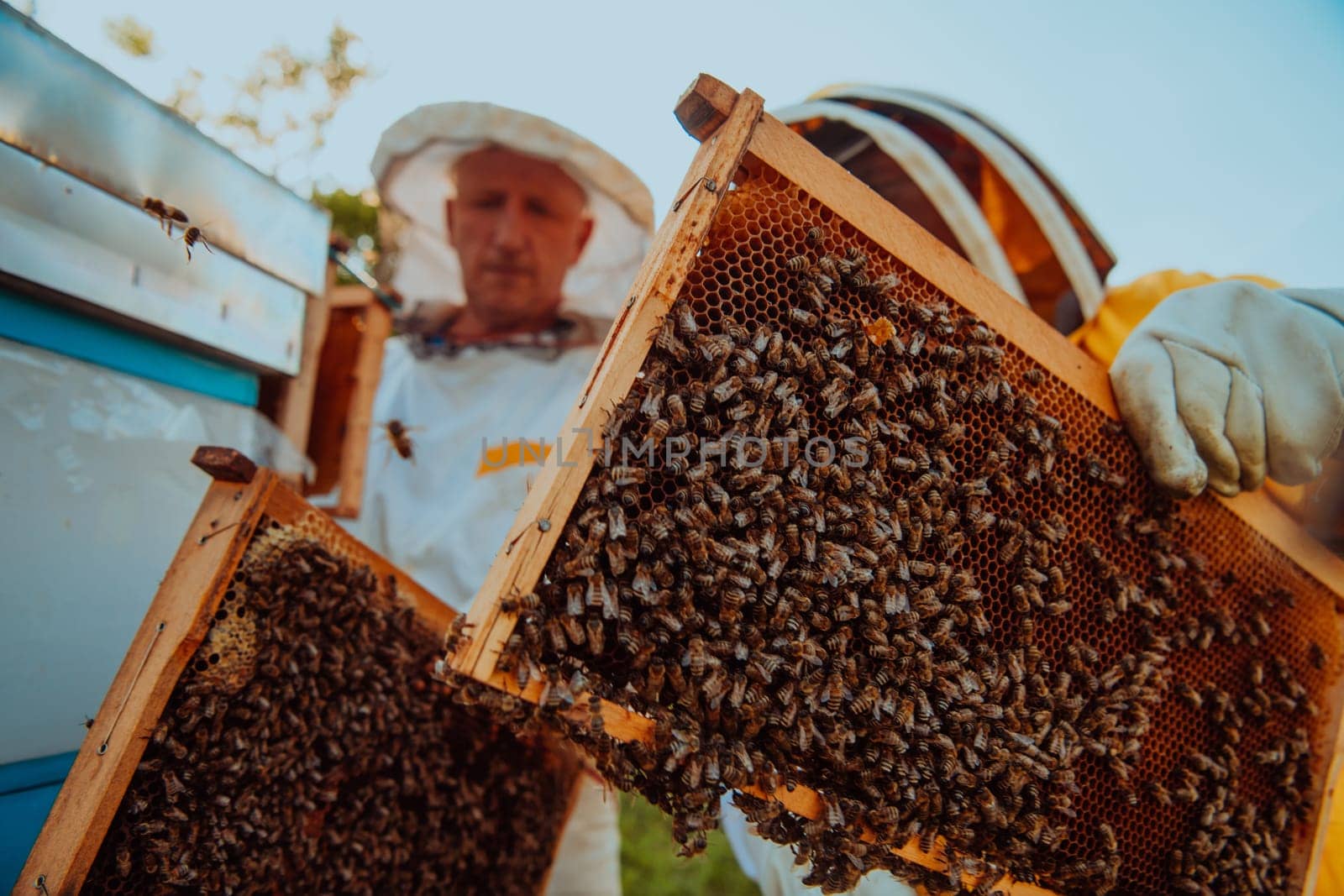 Beekeepers checking honey on the beehive frame in the field. Small business owners on apiary. Natural healthy food produceris working with bees and beehives on the apiary