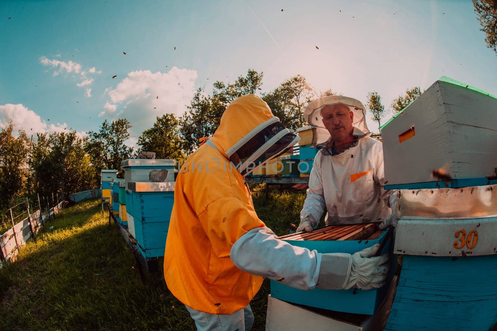 Beekeeper checking honey on the beehive frame in the field. Small business owner on apiary. Natural healthy food produceris working with bees and beehives on the apiary