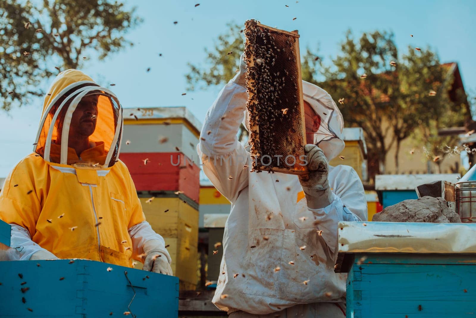 Beekeepers checking honey on the beehive frame in the field. Small business owners on apiary. Natural healthy food produceris working with bees and beehives on the apiary