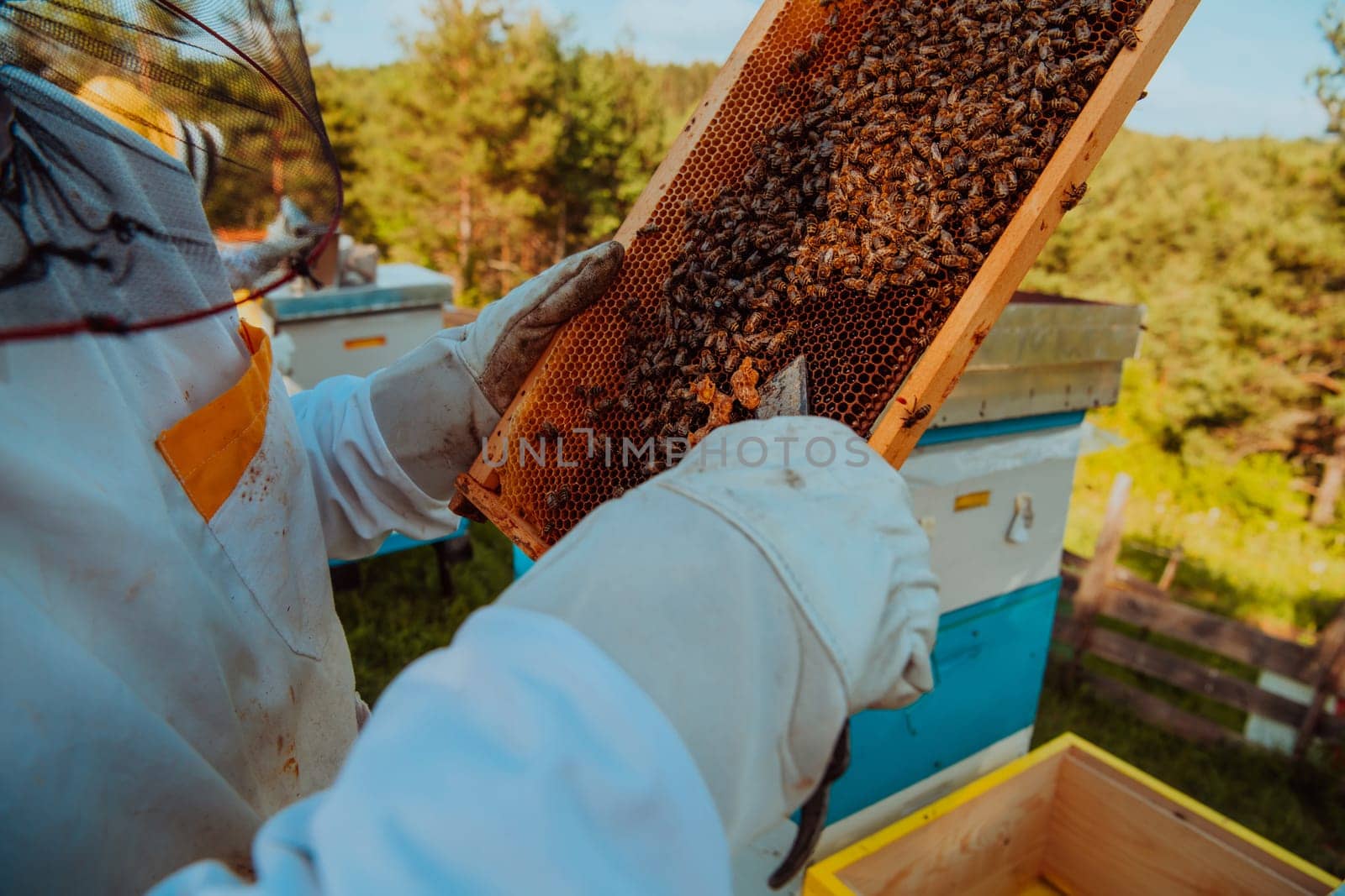 Beekeeper checking honey on the beehive frame in the field. Small business owner on apiary. Natural healthy food produceris working with bees and beehives on the apiary. by dotshock
