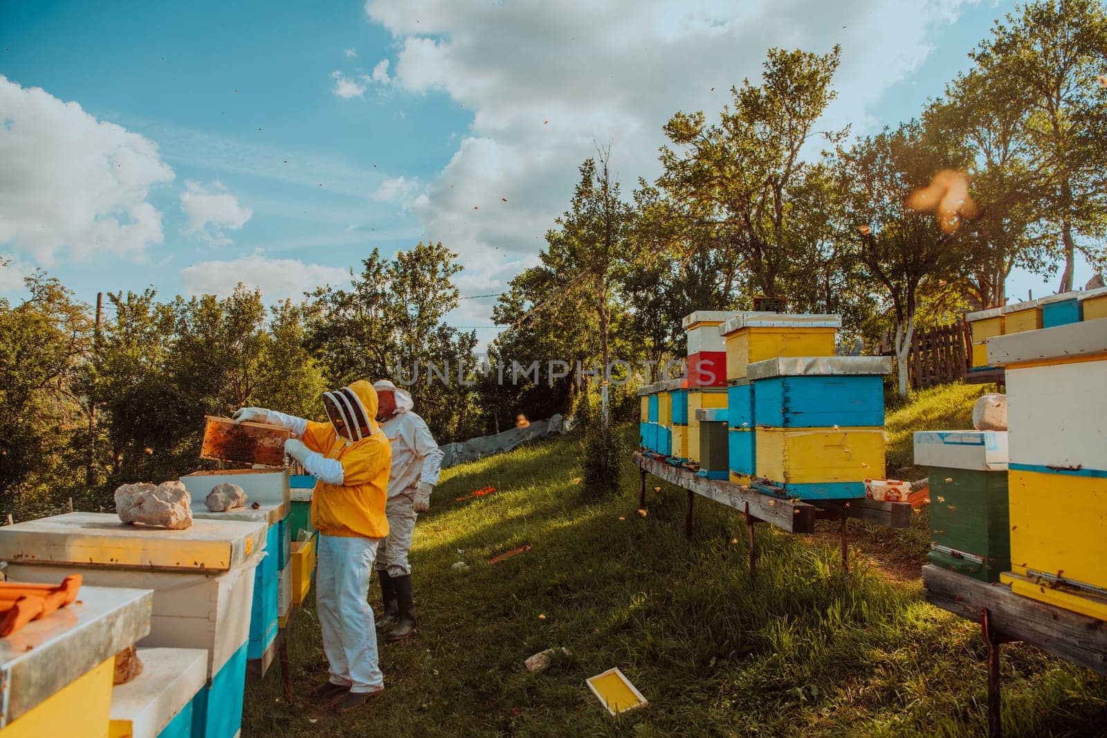 Beekeepers checking honey on the beehive frame in the field. Small business owners on apiary. Natural healthy food produceris working with bees and beehives on the apiary