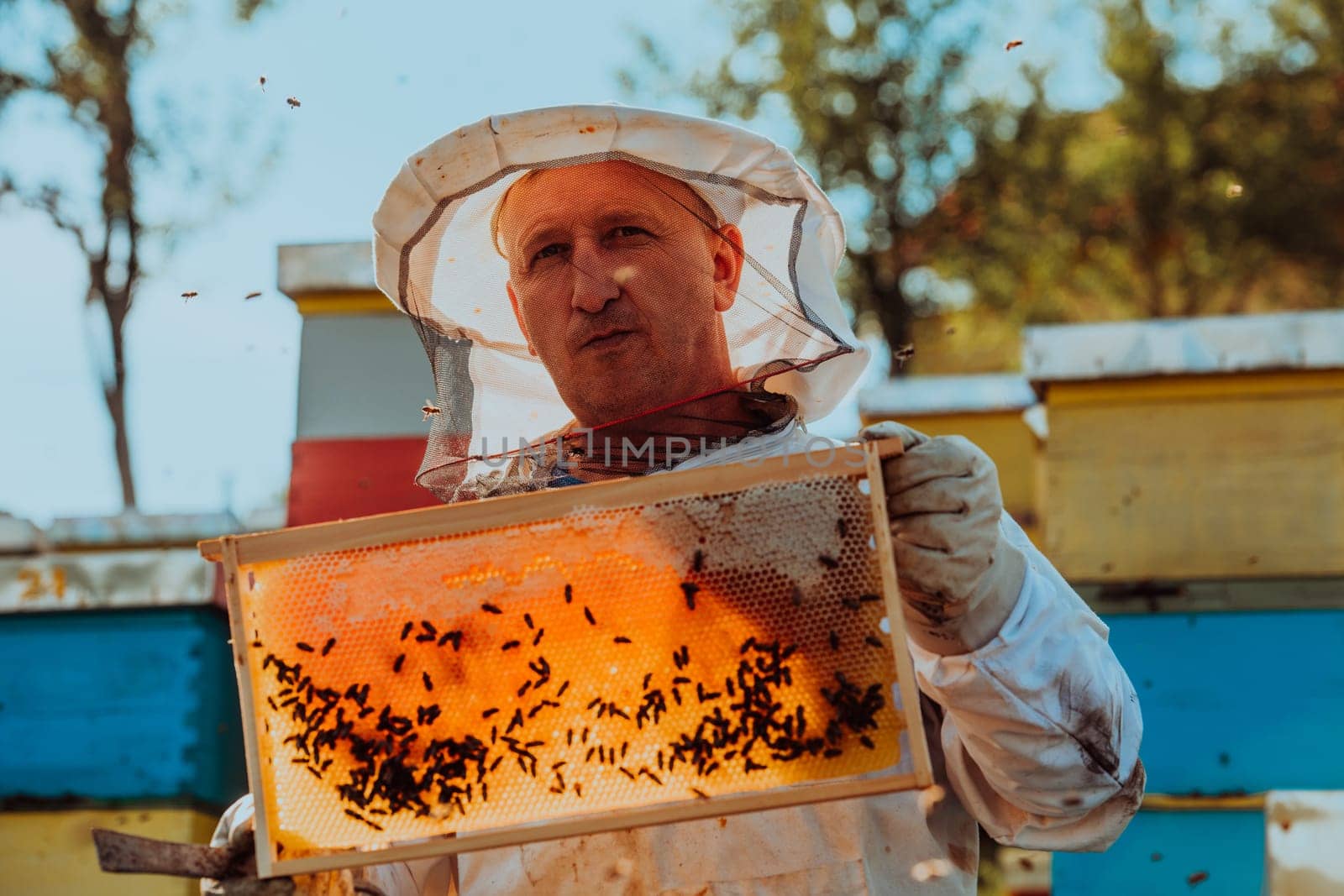 Beekeeper checking honey on the beehive frame in the field. Small business owner on apiary. Natural healthy food produceris working with bees and beehives on the apiary