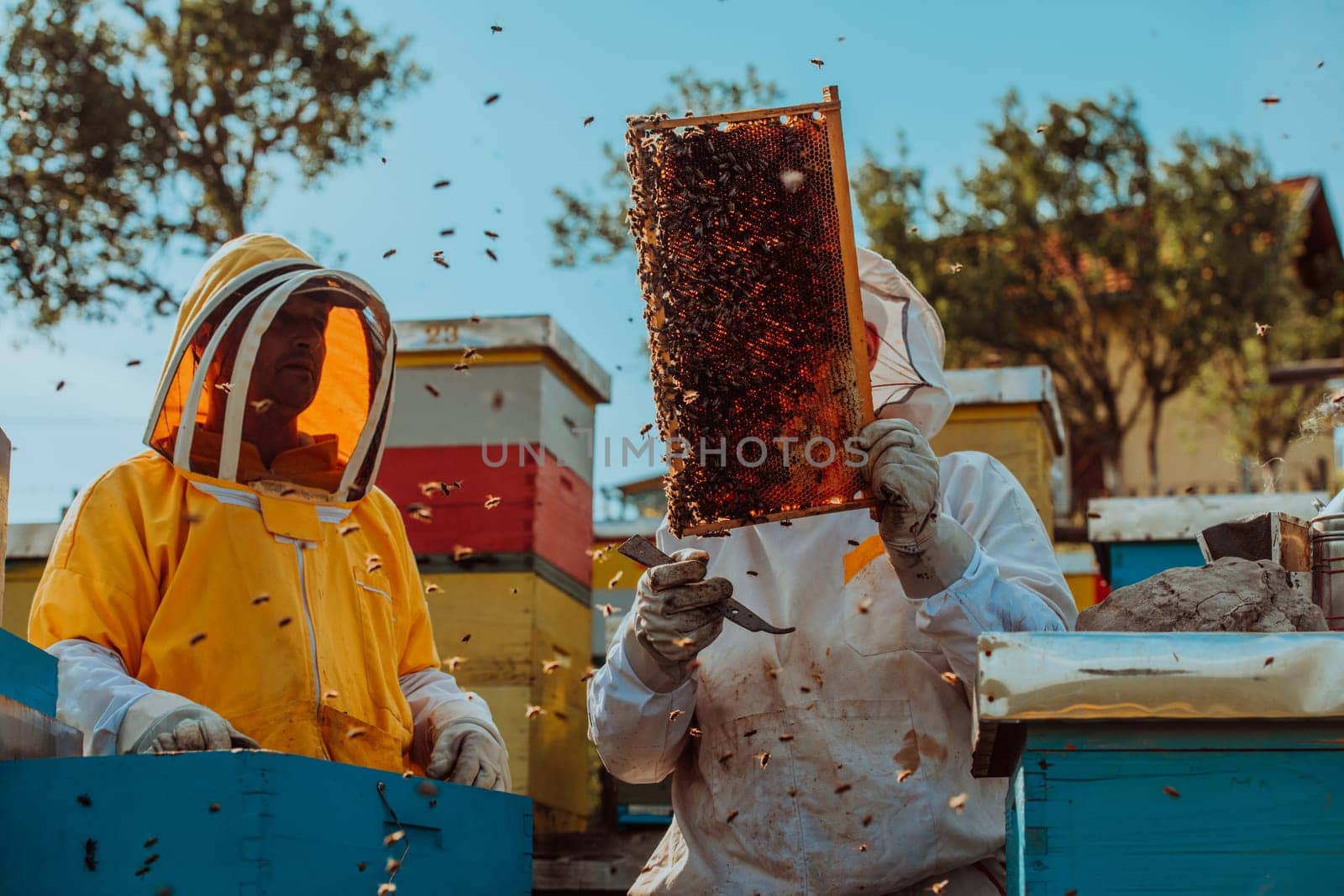 Beekeepers checking honey on the beehive frame in the field. Small business owners on apiary. Natural healthy food produceris working with bees and beehives on the apiary