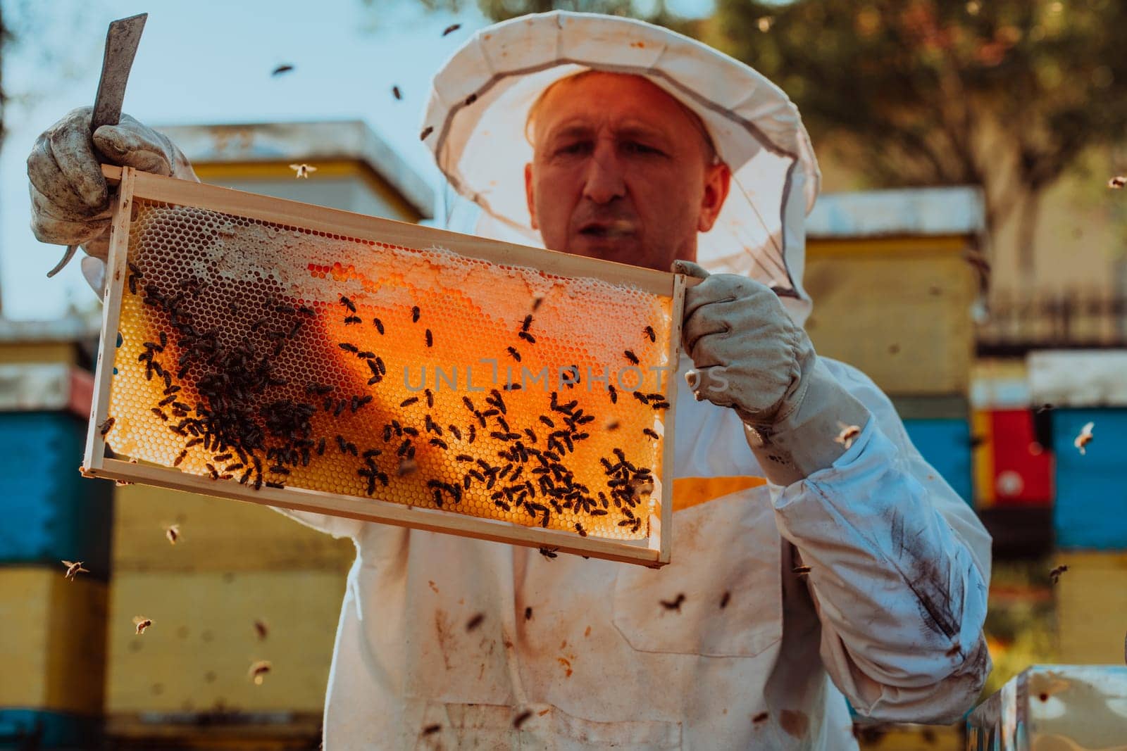 Beekeeper checking honey on the beehive frame in the field. Small business owner on apiary. Natural healthy food produceris working with bees and beehives on the apiary. by dotshock