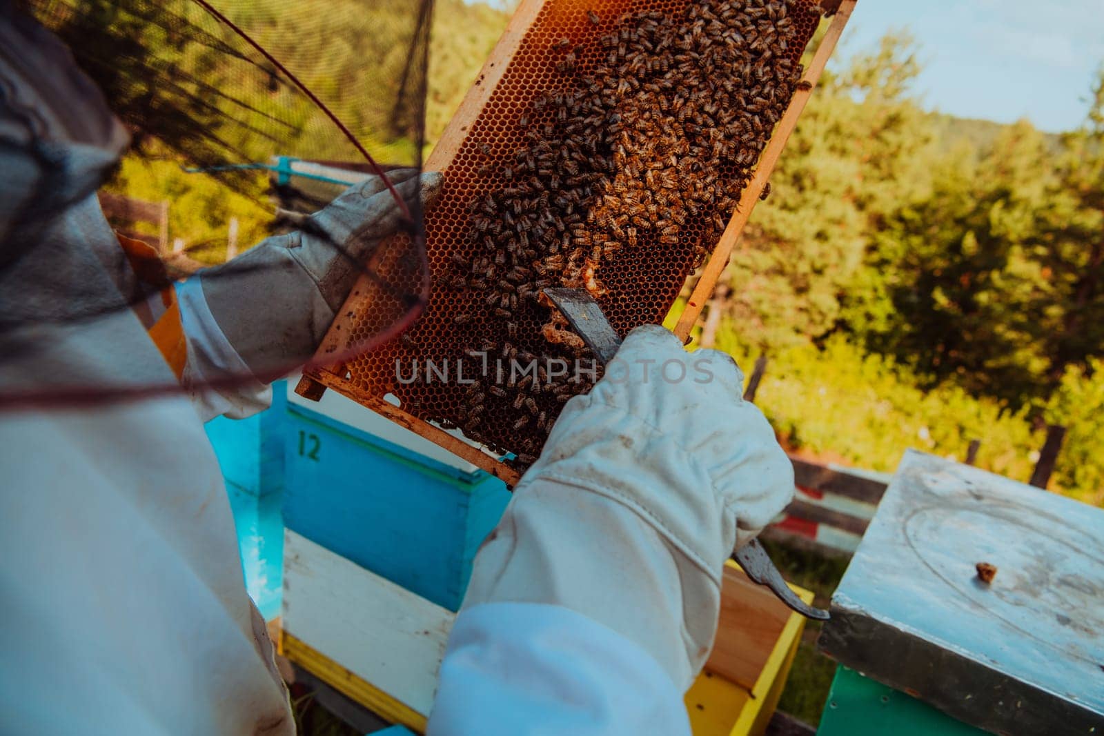 Beekeeper checking honey on the beehive frame in the field. Small business owner on apiary. Natural healthy food produceris working with bees and beehives on the apiary