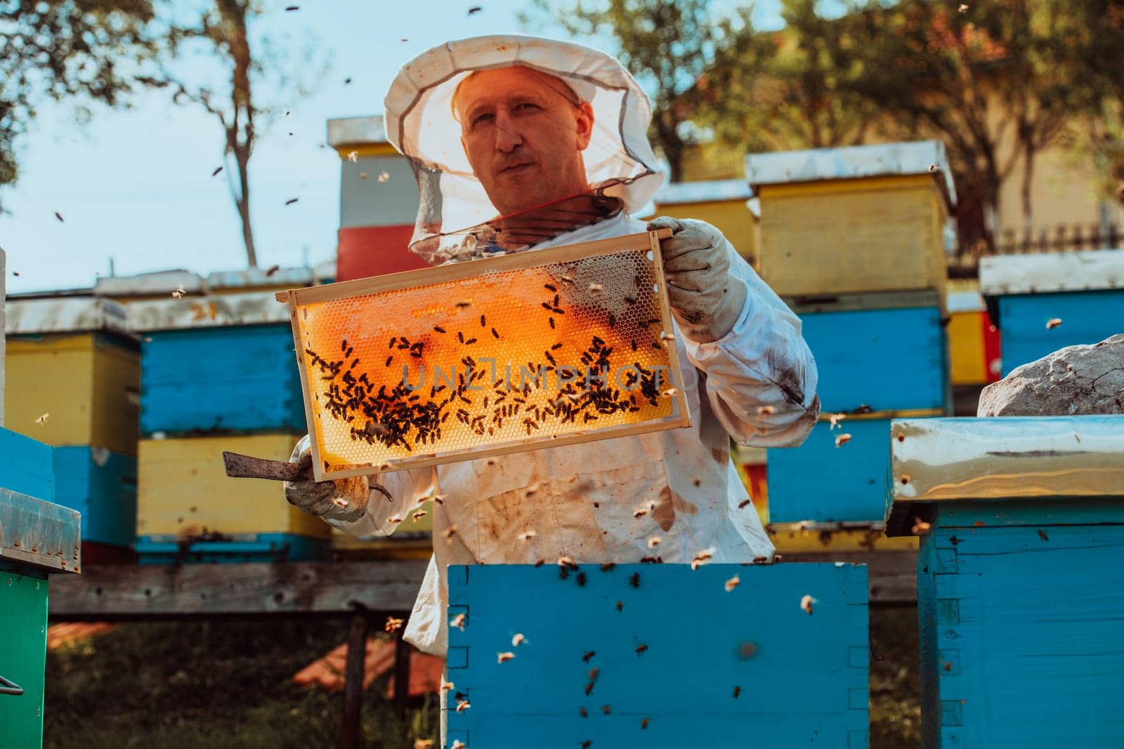 Beekeeper checking honey on the beehive frame in the field. Small business owner on apiary. Natural healthy food produceris working with bees and beehives on the apiary