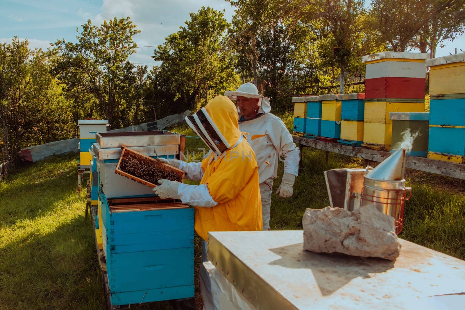 Beekeepers checking honey on the beehive frame in the field. Small business owners on apiary. Natural healthy food produceris working with bees and beehives on the apiary