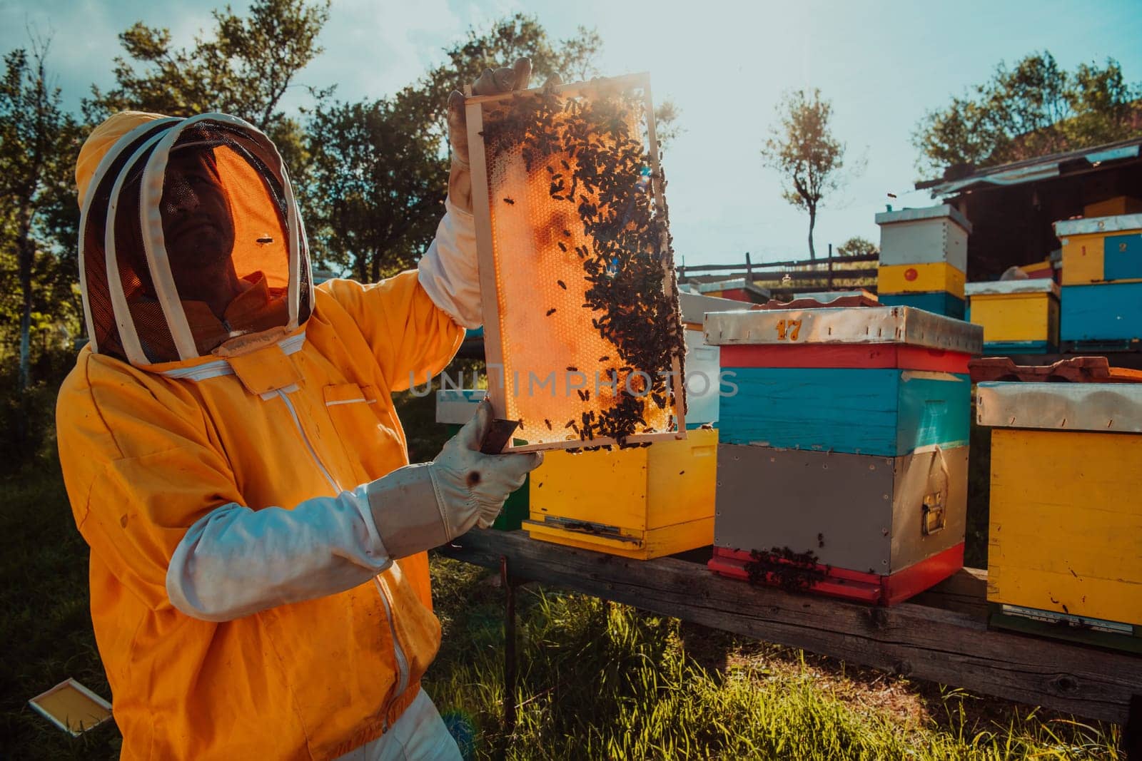 Wide shot of a beekeeper holding the beehive frame filled with honey against the sunlight in the field full of flowers.