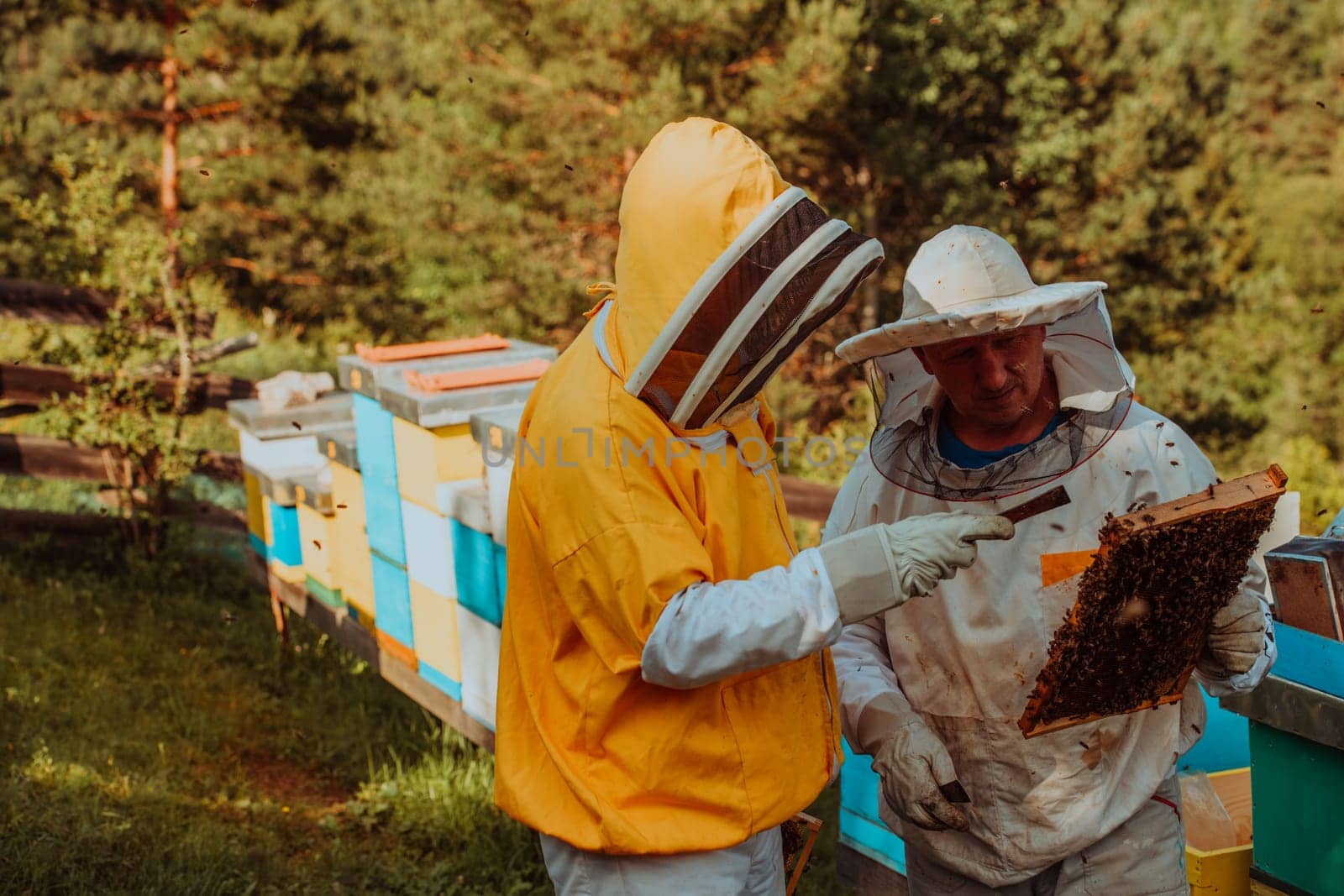 Beekeepers checking honey on the beehive frame in the field. Small business owners on apiary. Natural healthy food produceris working with bees and beehives on the apiary