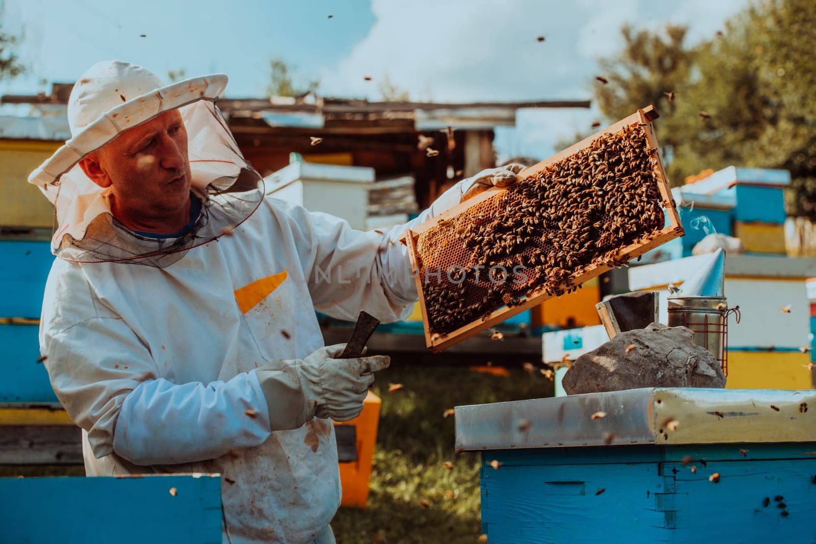 Beekeeper checking honey on the beehive frame in the field. Beekeeper on apiary. Beekeeper is working with bees and beehives on the apiary. by dotshock