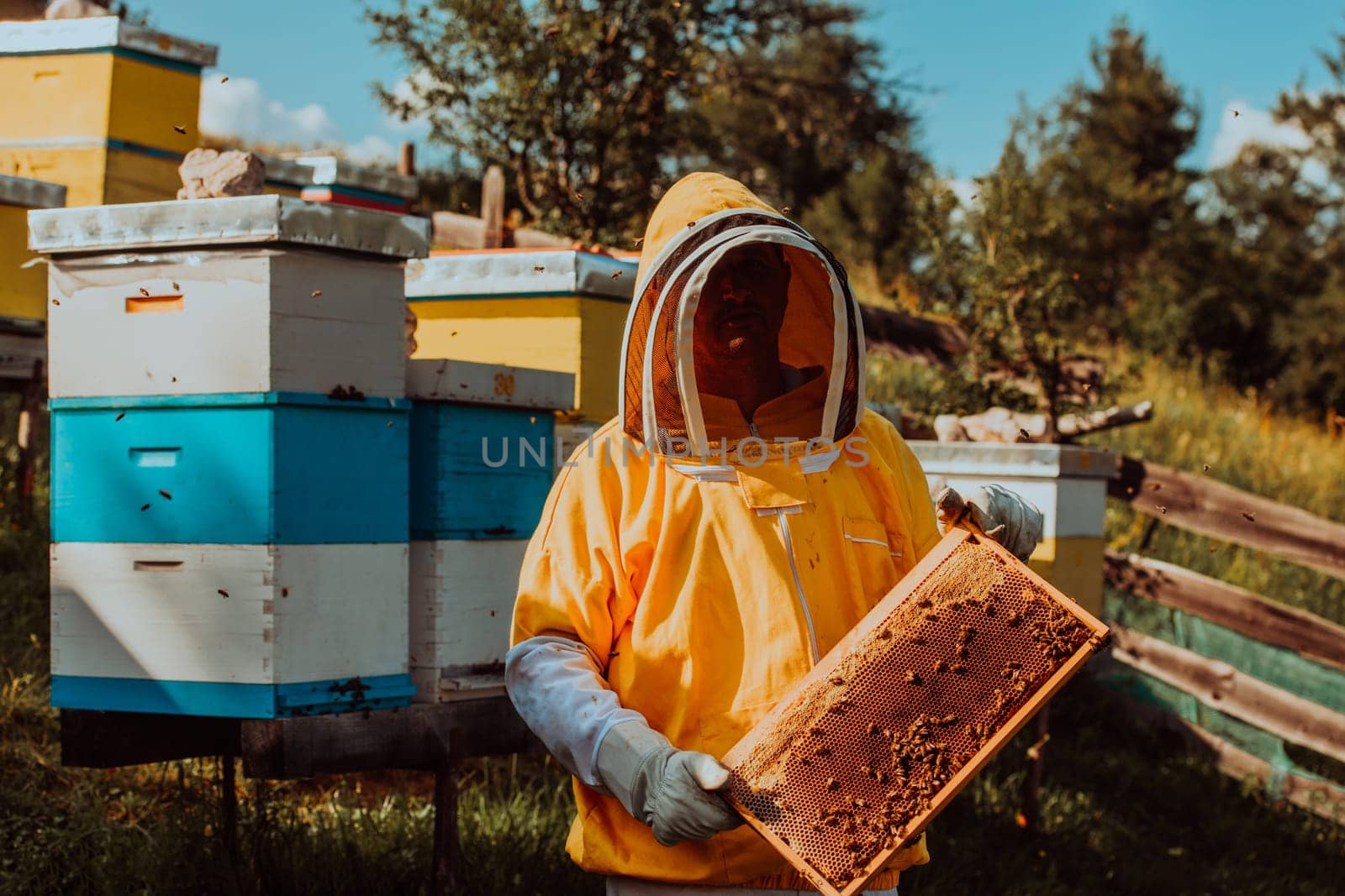 Beekeeper checking honey on the beehive frame in the field. Small business owner on apiary. Natural healthy food produceris working with bees and beehives on the apiary. by dotshock