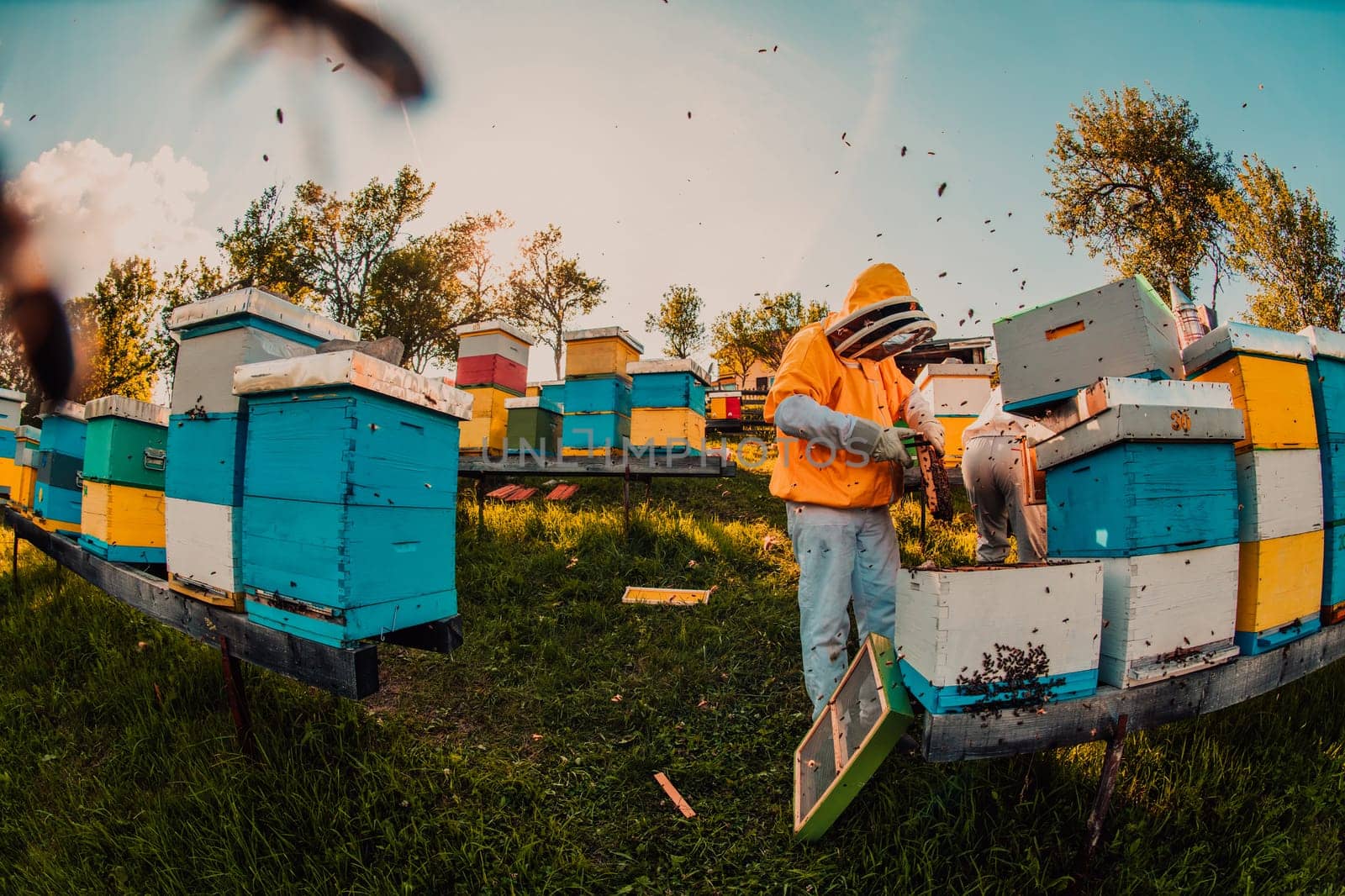 Beekeeper checking honey on the beehive frame in the field. Beekeeper on apiary. Beekeeper is working with bees and beehives on the apiary. by dotshock