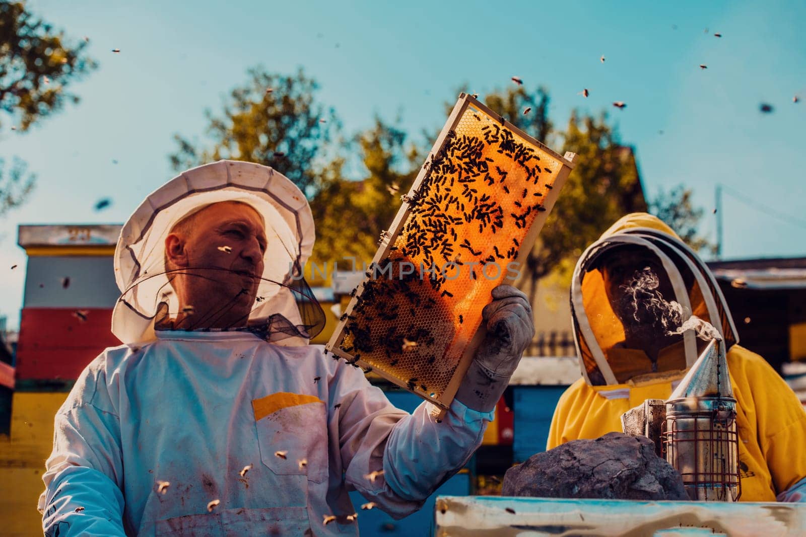 Beekeepers checking honey on the beehive frame in the field. Small business owners on apiary. Natural healthy food produceris working with bees and beehives on the apiary