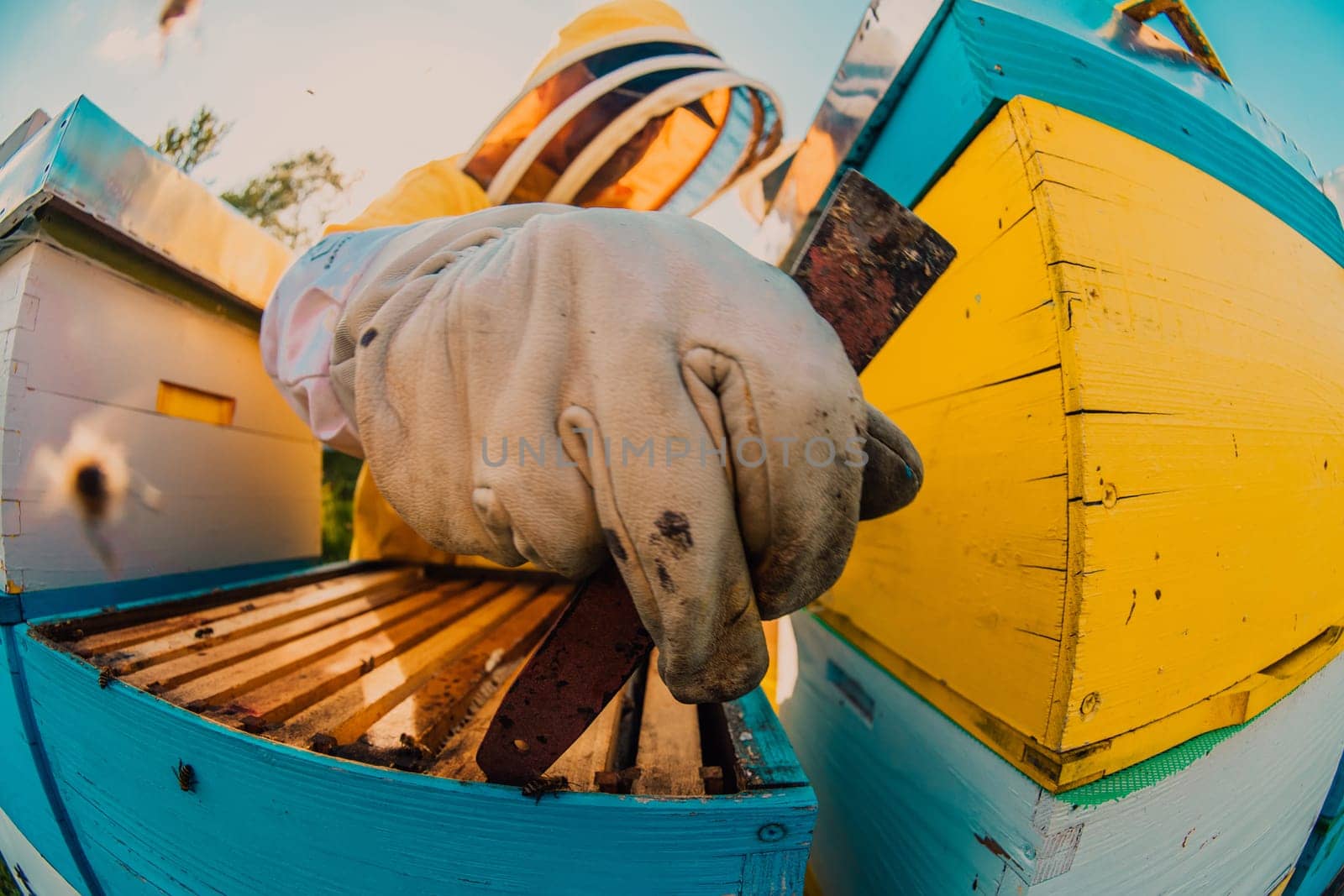 Beekeeper checking honey on the beehive frame in the field. Small business owner on apiary. Natural healthy food produceris working with bees and beehives on the apiary