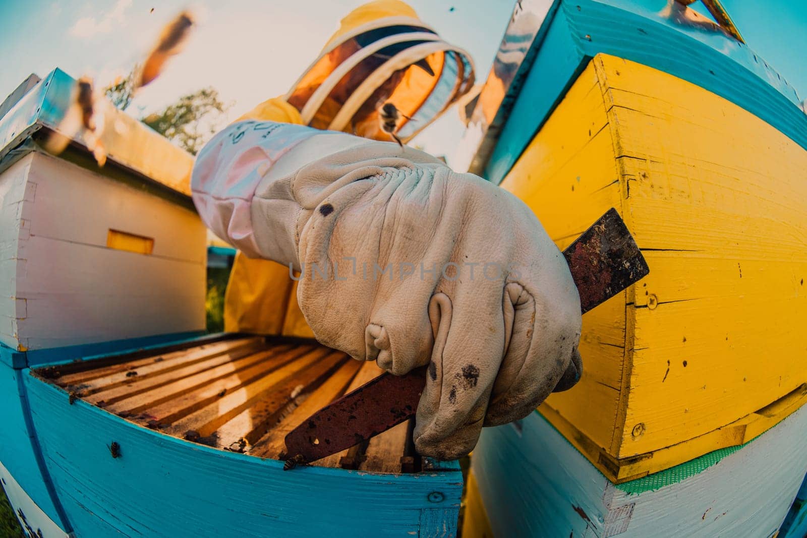 Beekeeper checking honey on the beehive frame in the field. Small business owner on apiary. Natural healthy food produceris working with bees and beehives on the apiary