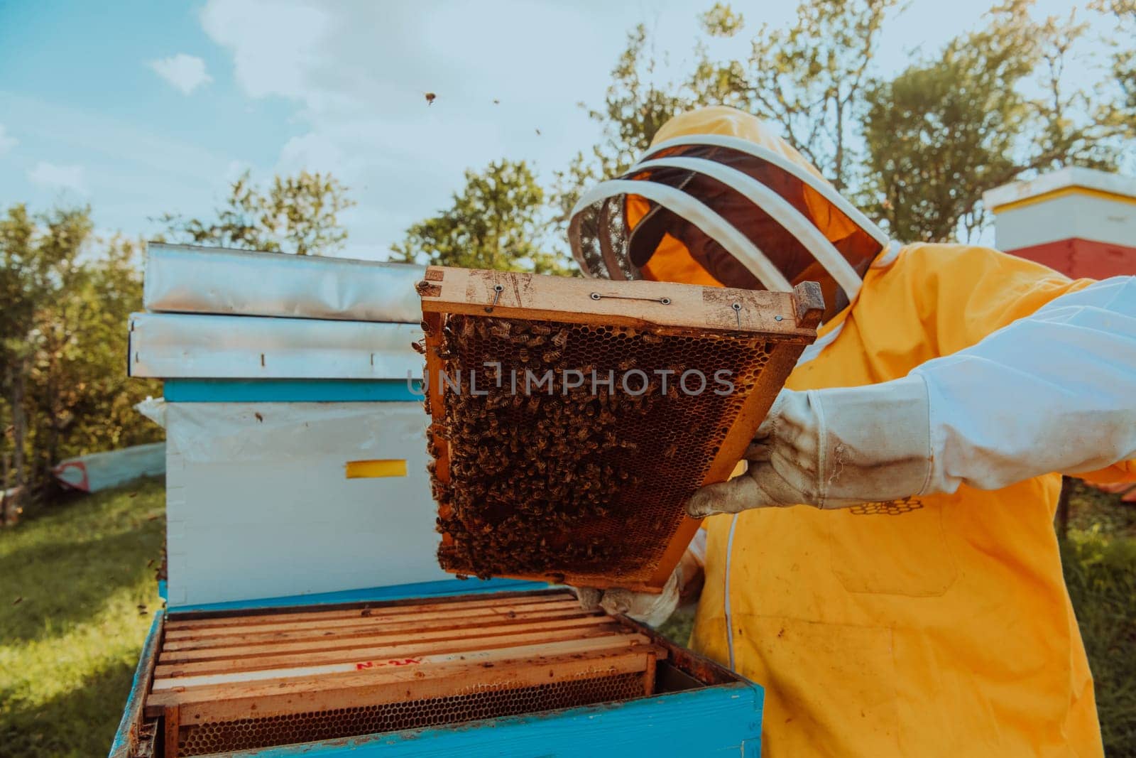 Beekeeper checking honey on the beehive frame in the field. Small business owner on apiary. Natural healthy food produceris working with bees and beehives on the apiary. by dotshock