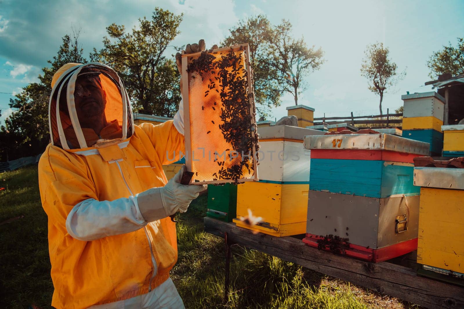 Wide shot of a beekeeper holding the beehive frame filled with honey against the sunlight in the field full of flowers by dotshock