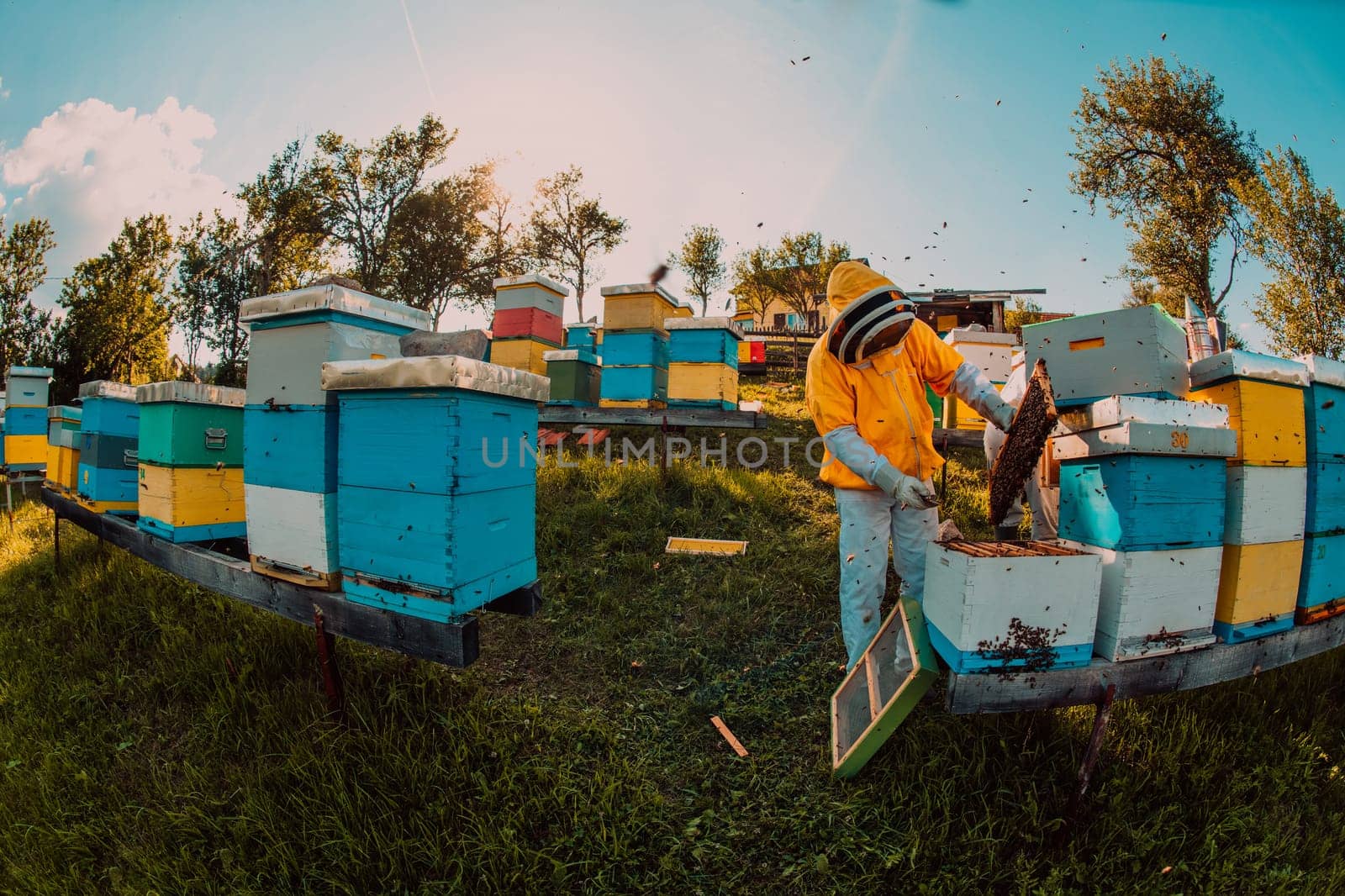 Beekeeper checking honey on the beehive frame in the field. Beekeeper on apiary. Beekeeper is working with bees and beehives on the apiary. by dotshock