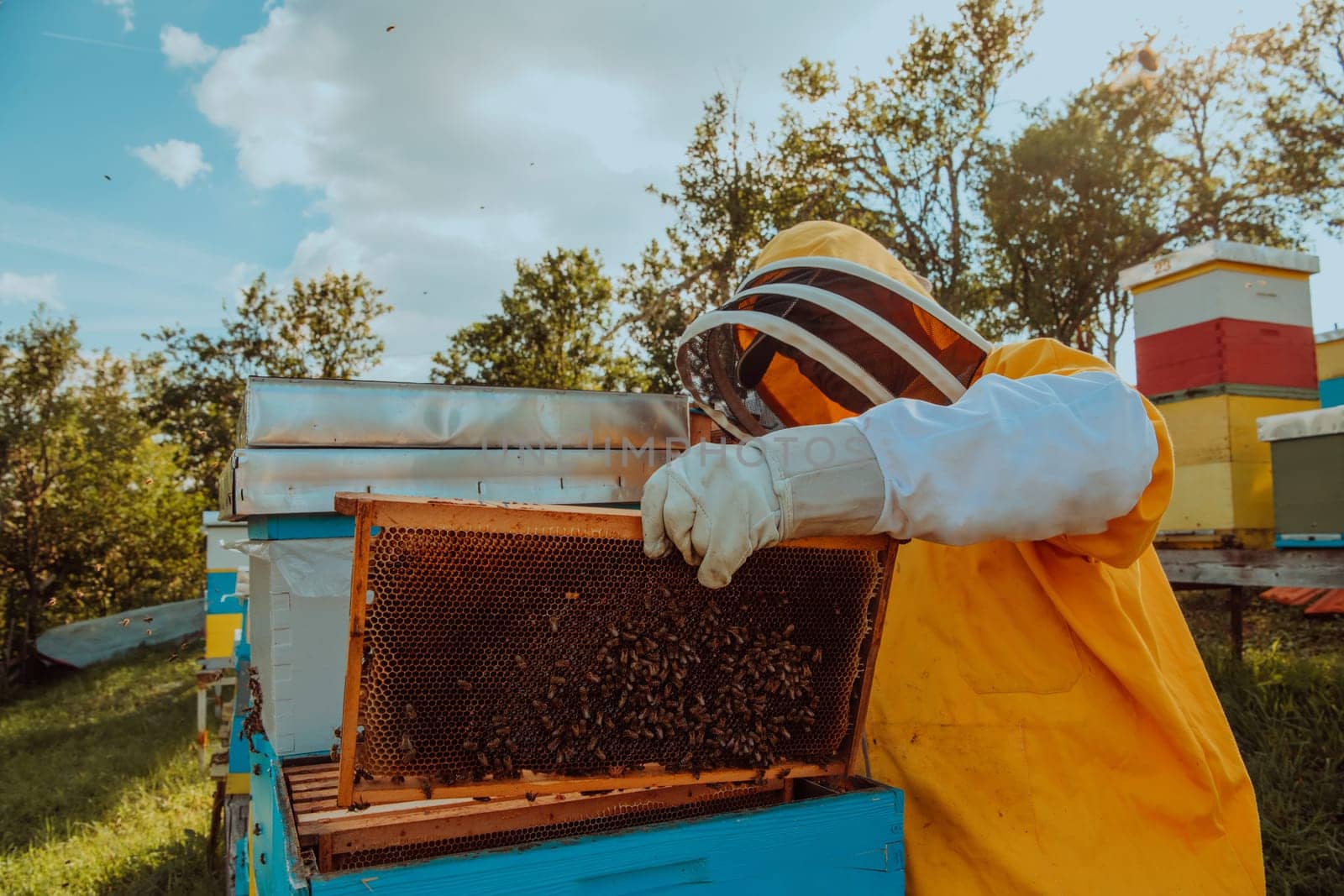 Beekeeper checking honey on the beehive frame in the field. Small business owner on apiary. Natural healthy food produceris working with bees and beehives on the apiary. by dotshock