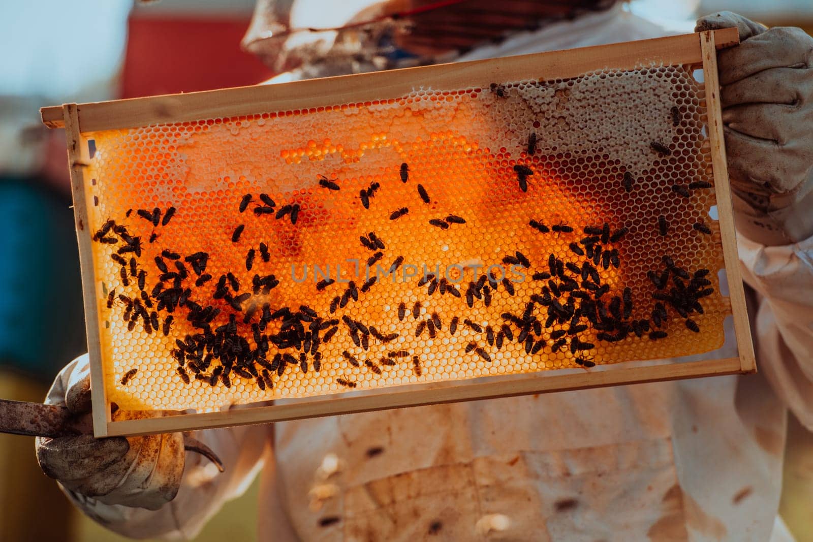 Beekeeper checking honey on the beehive frame in the field. Small business owner on apiary. Natural healthy food produceris working with bees and beehives on the apiary. by dotshock