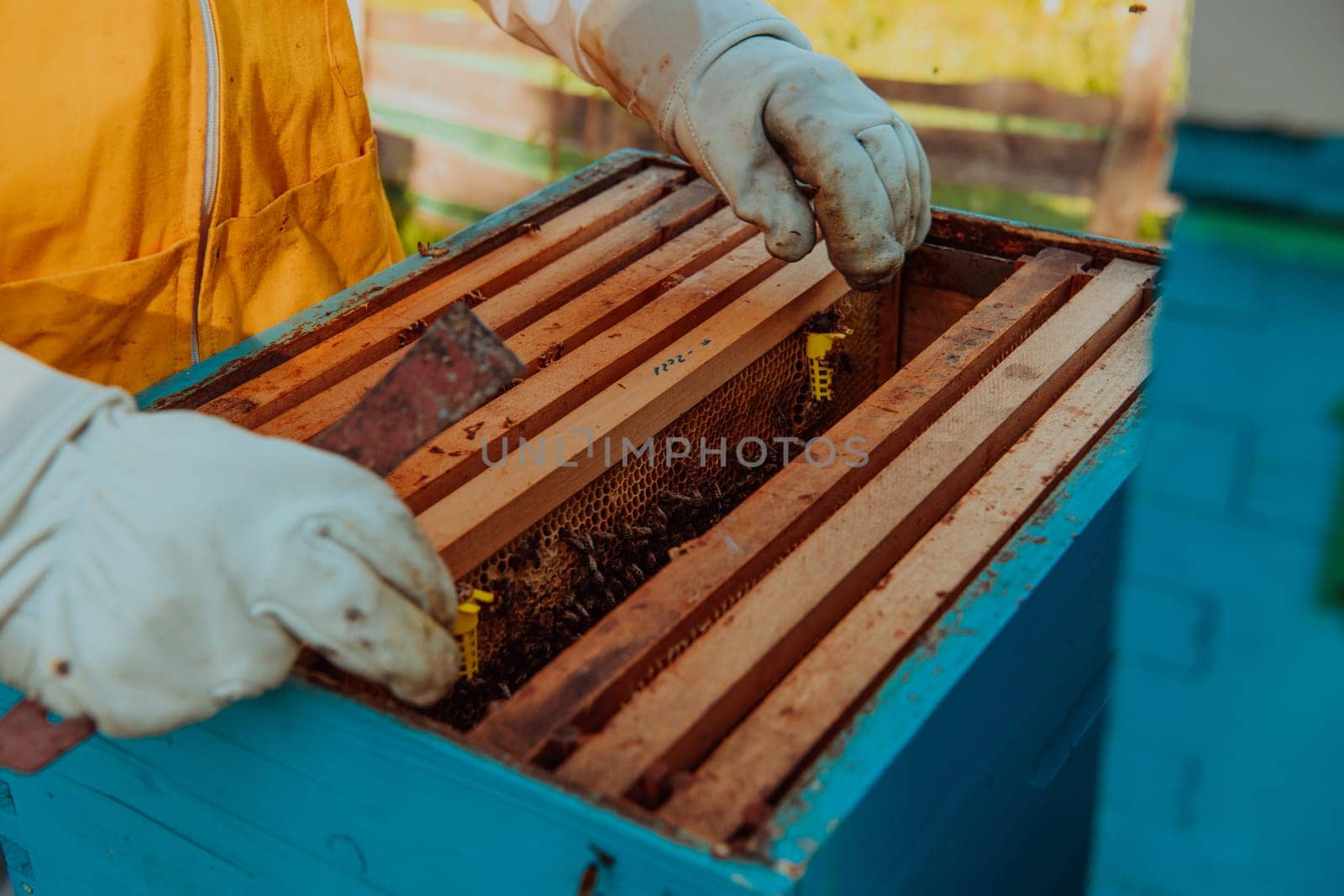 The beekeeper checks the queens for the honeycomb. Beekeepers check honey quality and honey parasites. A beekeeper works with bees and beehives in an apiary.