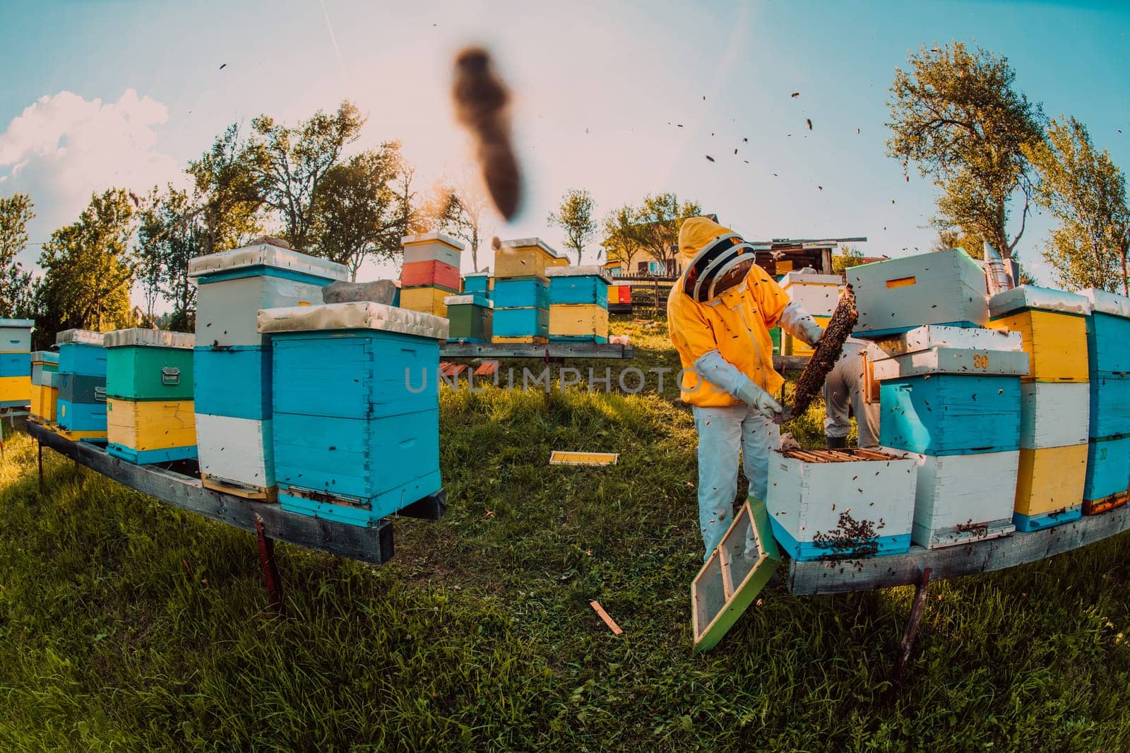 Beekeeper checking honey on the beehive frame in the field. Beekeeper on apiary. Beekeeper is working with bees and beehives on the apiary. by dotshock