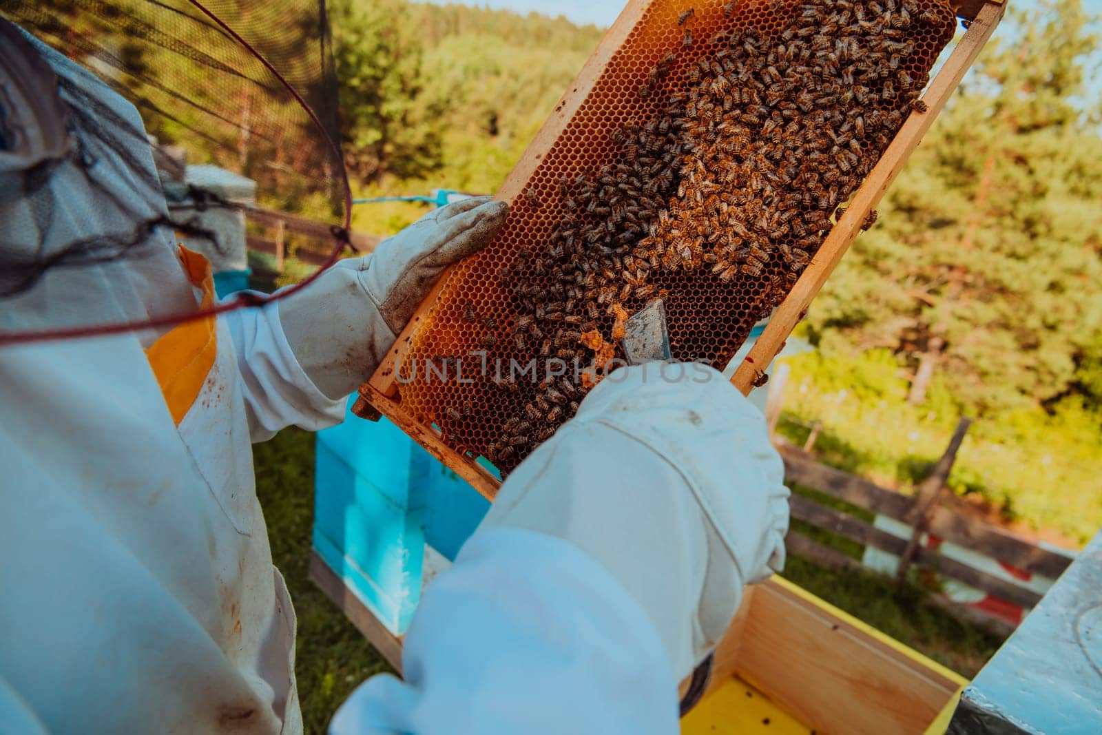 Beekeeper checking honey on the beehive frame in the field. Small business owner on apiary. Natural healthy food produceris working with bees and beehives on the apiary. by dotshock