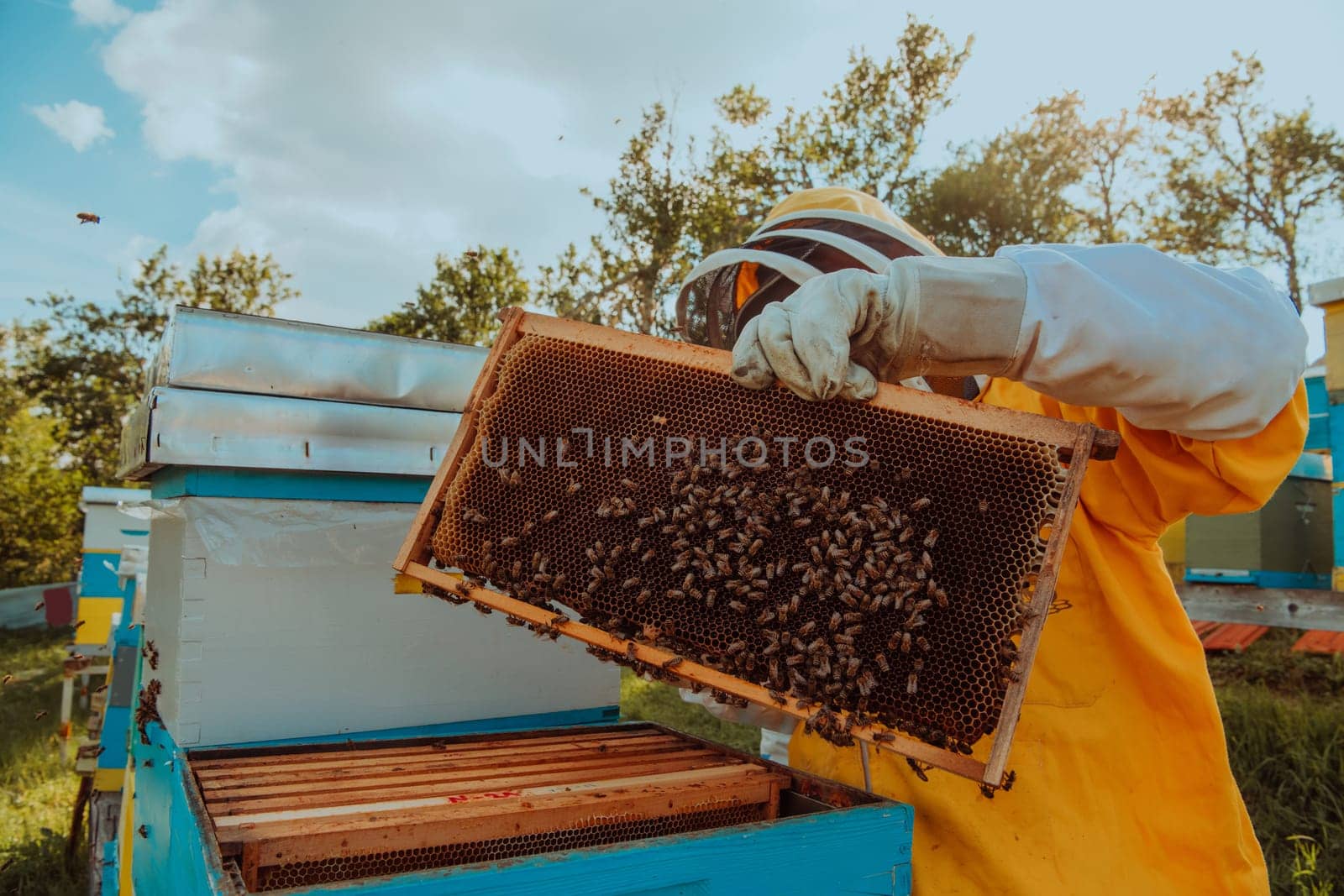 Beekeeper checking honey on the beehive frame in the field. Small business owner on apiary. Natural healthy food produceris working with bees and beehives on the apiary. by dotshock