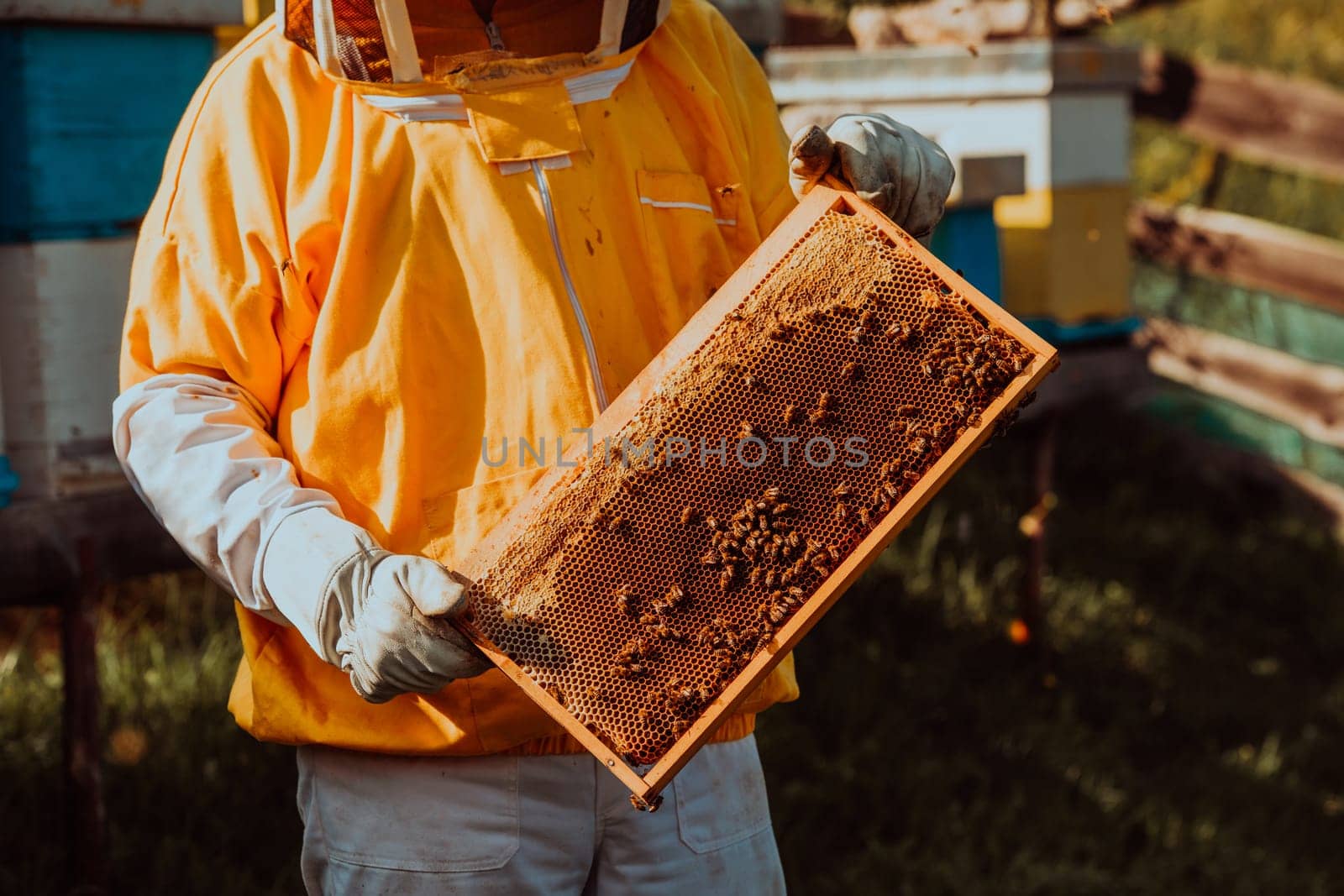 Beekeeper checking honey on the beehive frame in the field. Small business owner on apiary. Natural healthy food produceris working with bees and beehives on the apiary