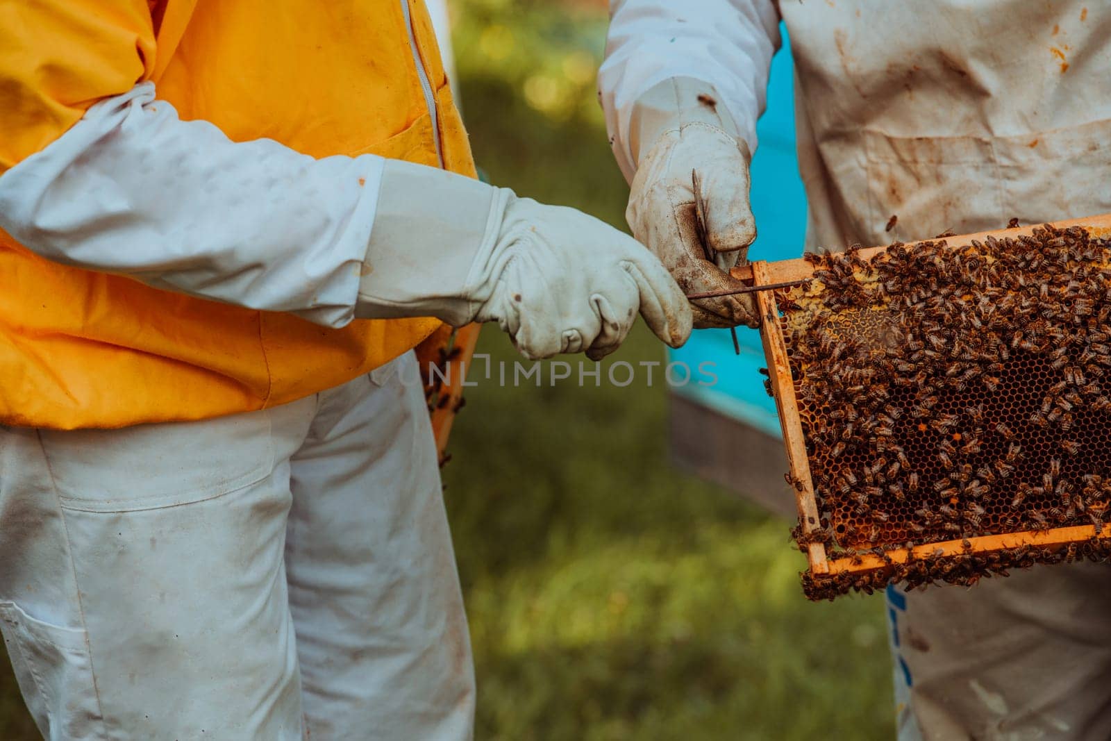 Beekeepers checking honey on the beehive frame in the field. Small business owners on apiary. Natural healthy food produceris working with bees and beehives on the apiary