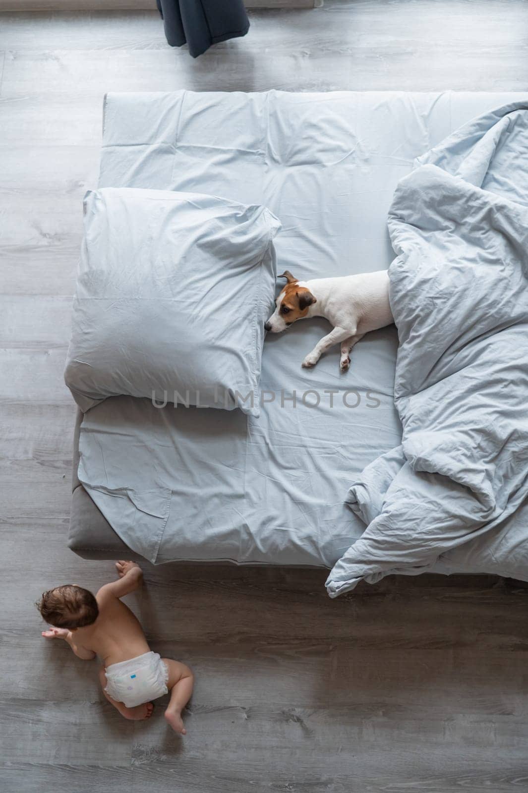 Top view of a Jack Russell Terrier dog lying in a bed. Baby crawling on the floor