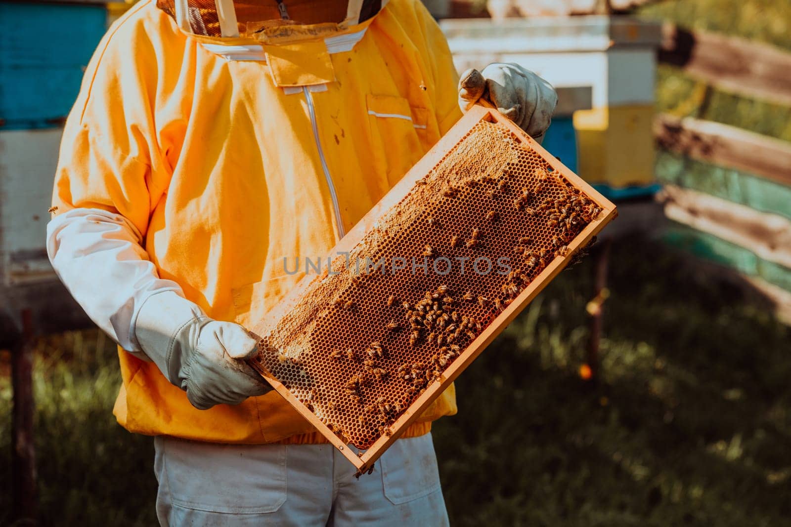 Beekeeper checking honey on the beehive frame in the field. Small business owner on apiary. Natural healthy food produceris working with bees and beehives on the apiary. by dotshock