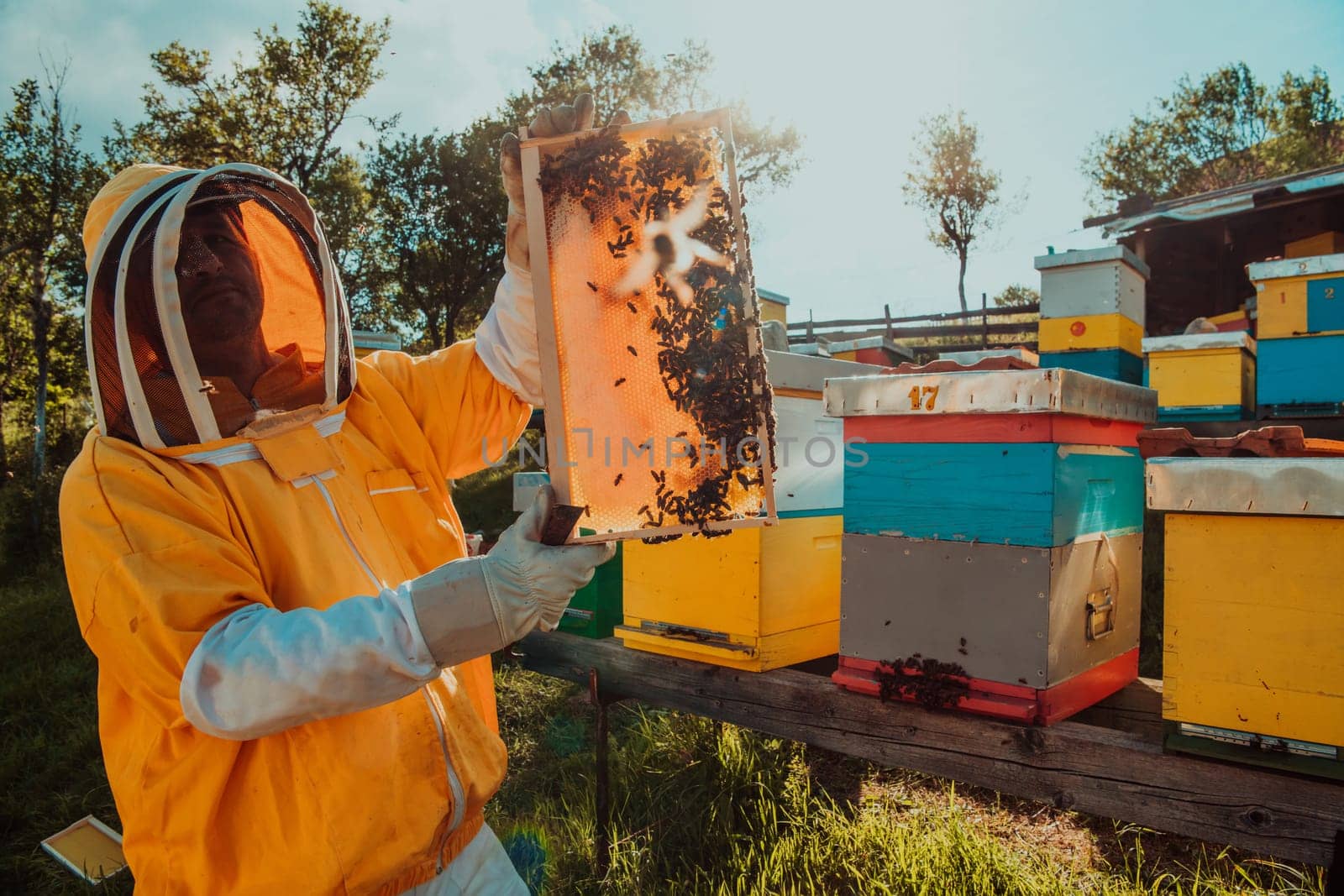 Wide shot of a beekeeper holding the beehive frame filled with honey against the sunlight in the field full of flowers.