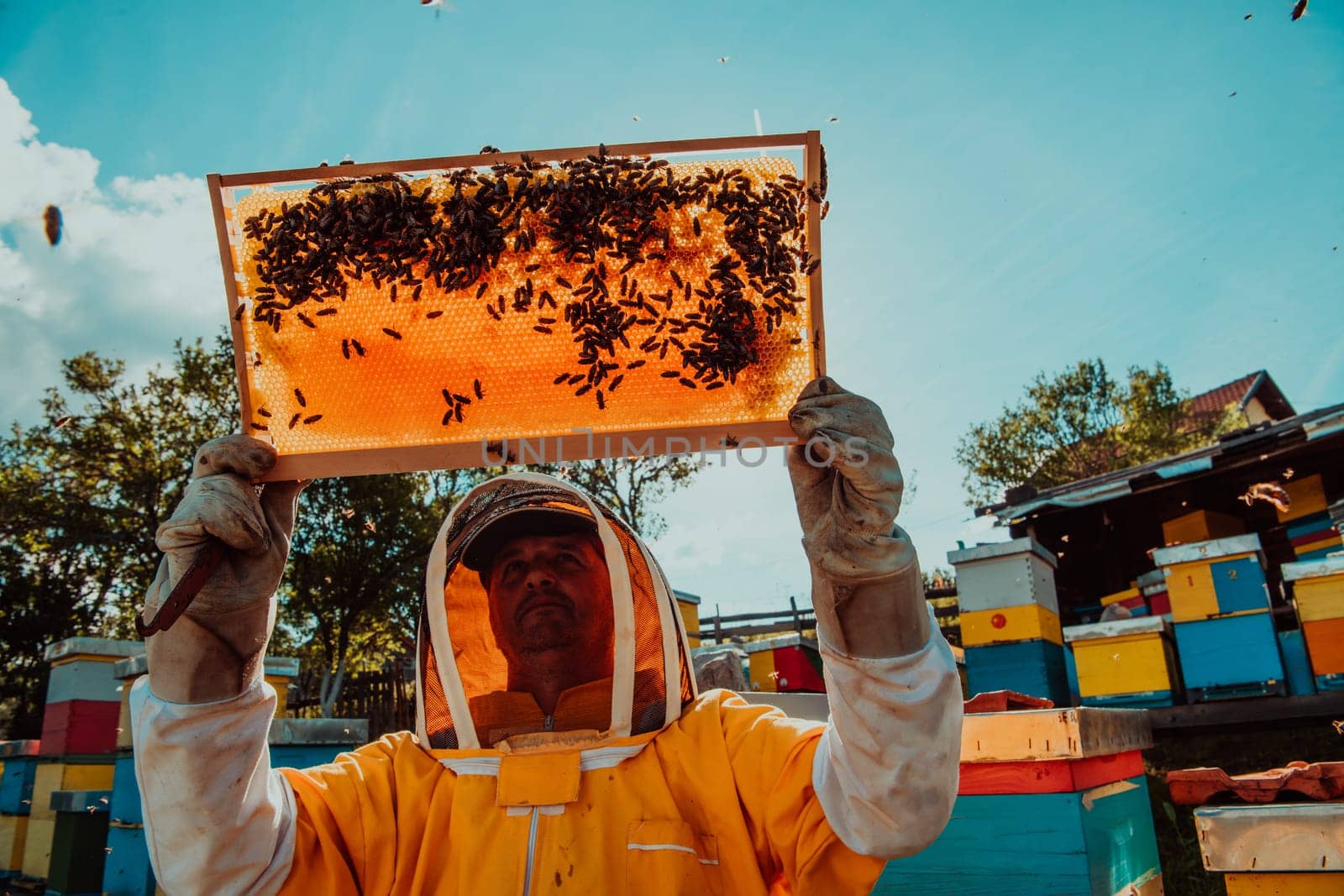 Wide shot of a beekeeper holding the beehive frame filled with honey against the sunlight in the field full of flowers.