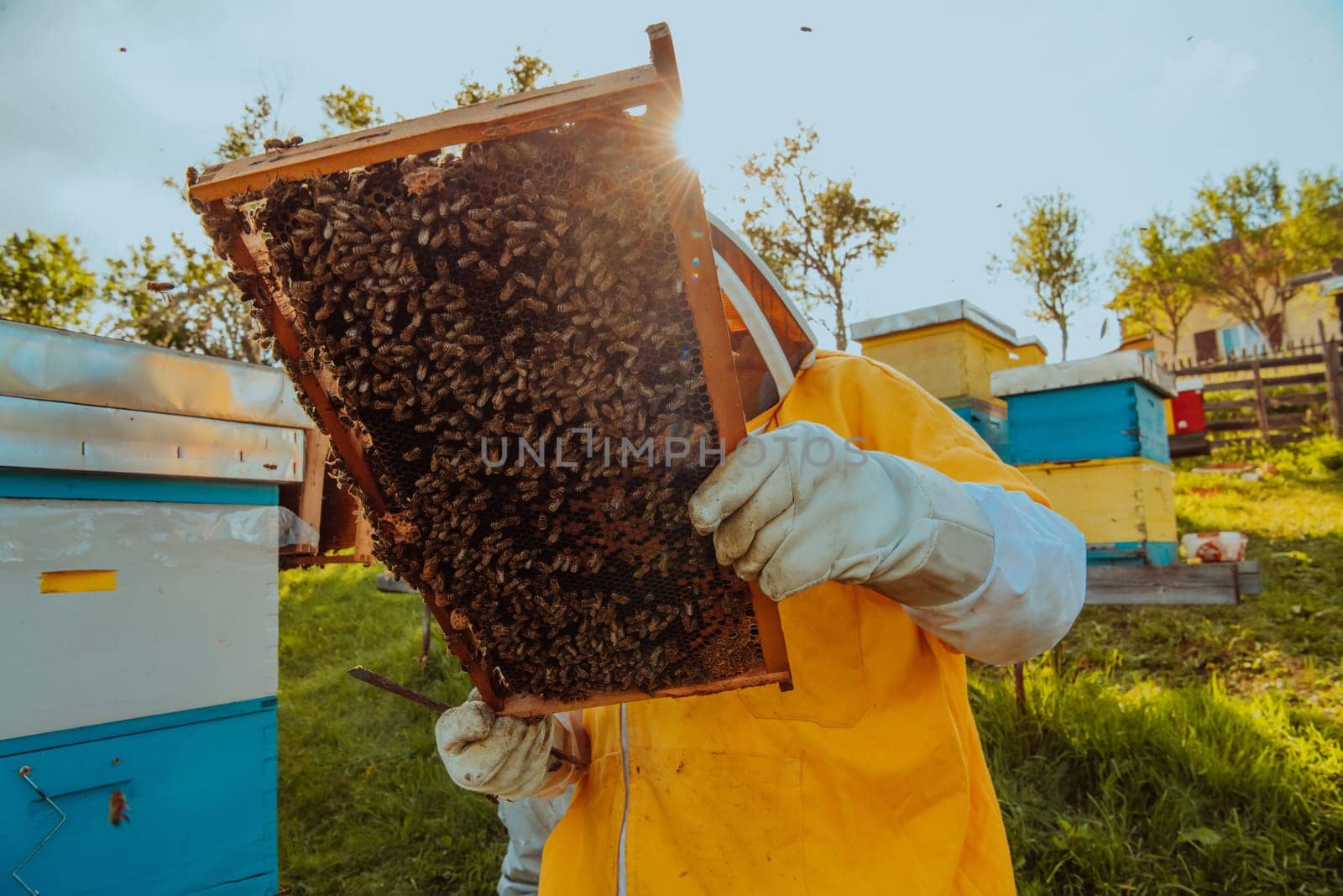 Beekeeper checking honey on the beehive frame in the field. Small business owner on apiary. Natural healthy food produceris working with bees and beehives on the apiary