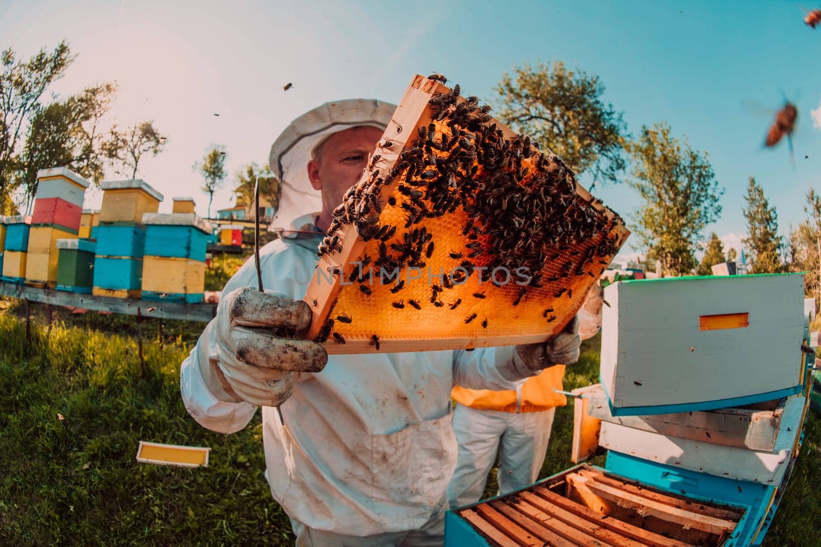 Wide shot of a beekeeper holding the beehive frame filled with honey against the sunlight in the field full of flowers by dotshock