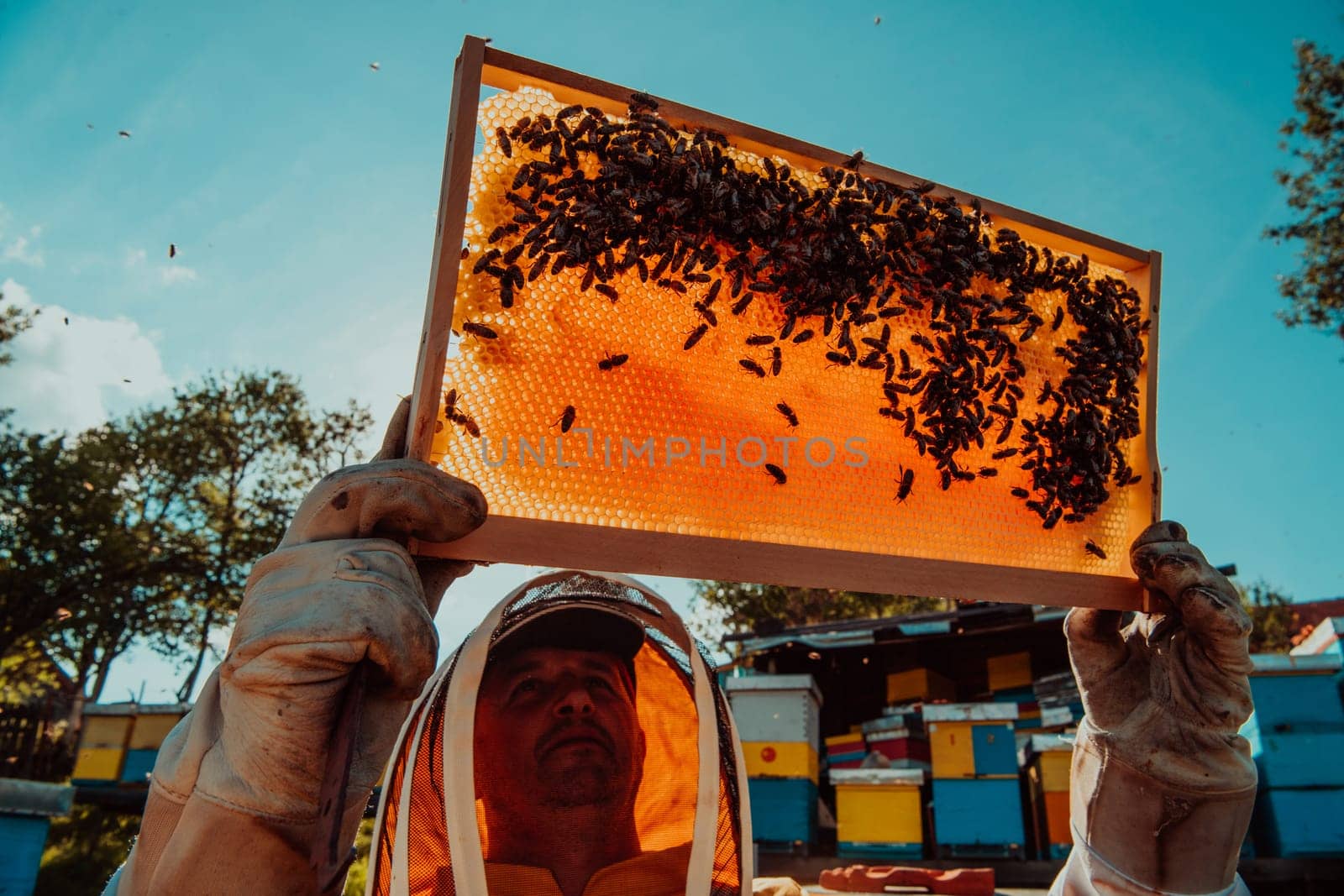 Wide shot of a beekeeper holding the beehive frame filled with honey against the sunlight in the field full of flowers.