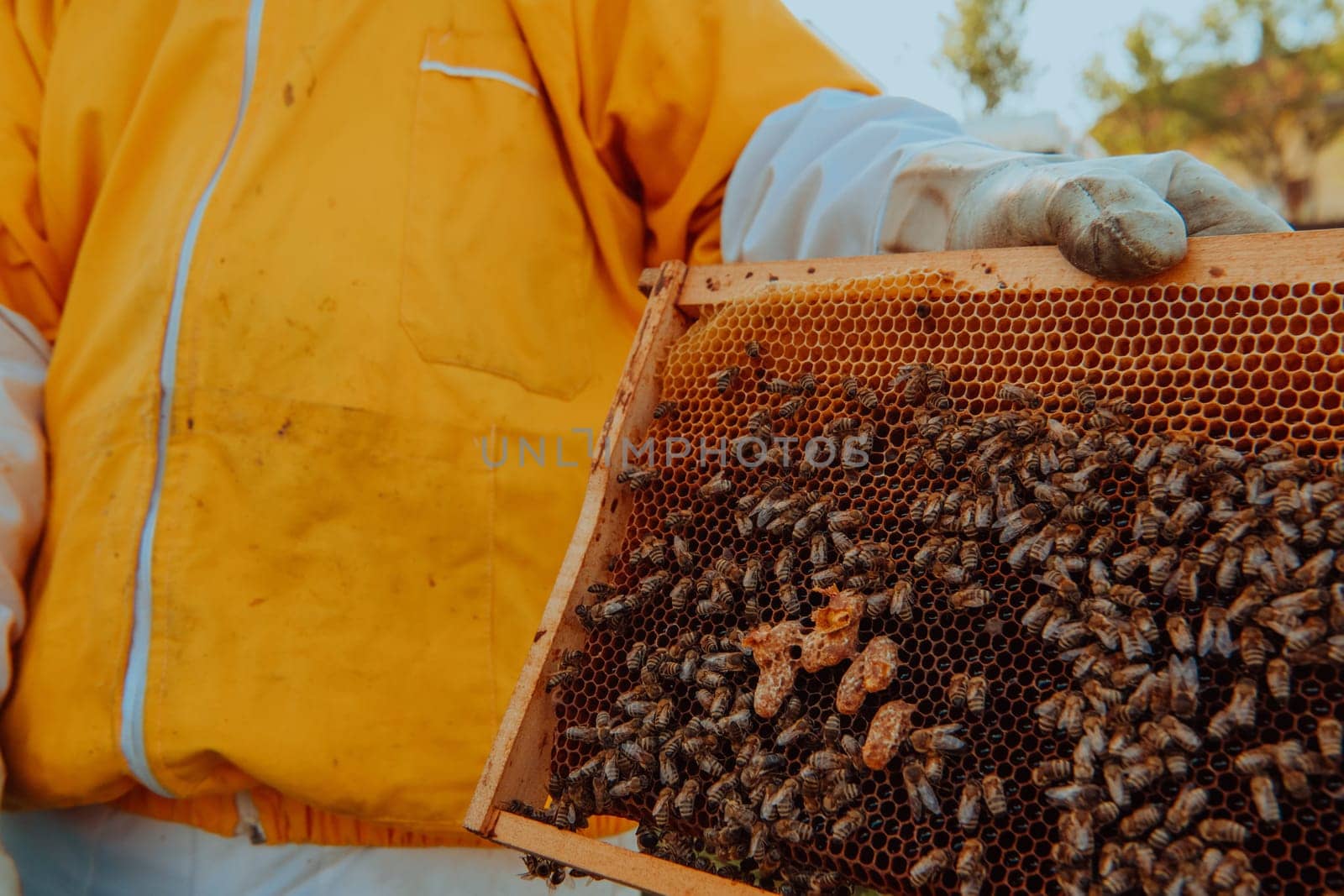 The beekeeper checks the queens for the honeycomb. Beekeepers check honey quality and honey parasites. A beekeeper works with bees and beehives in an apiary.