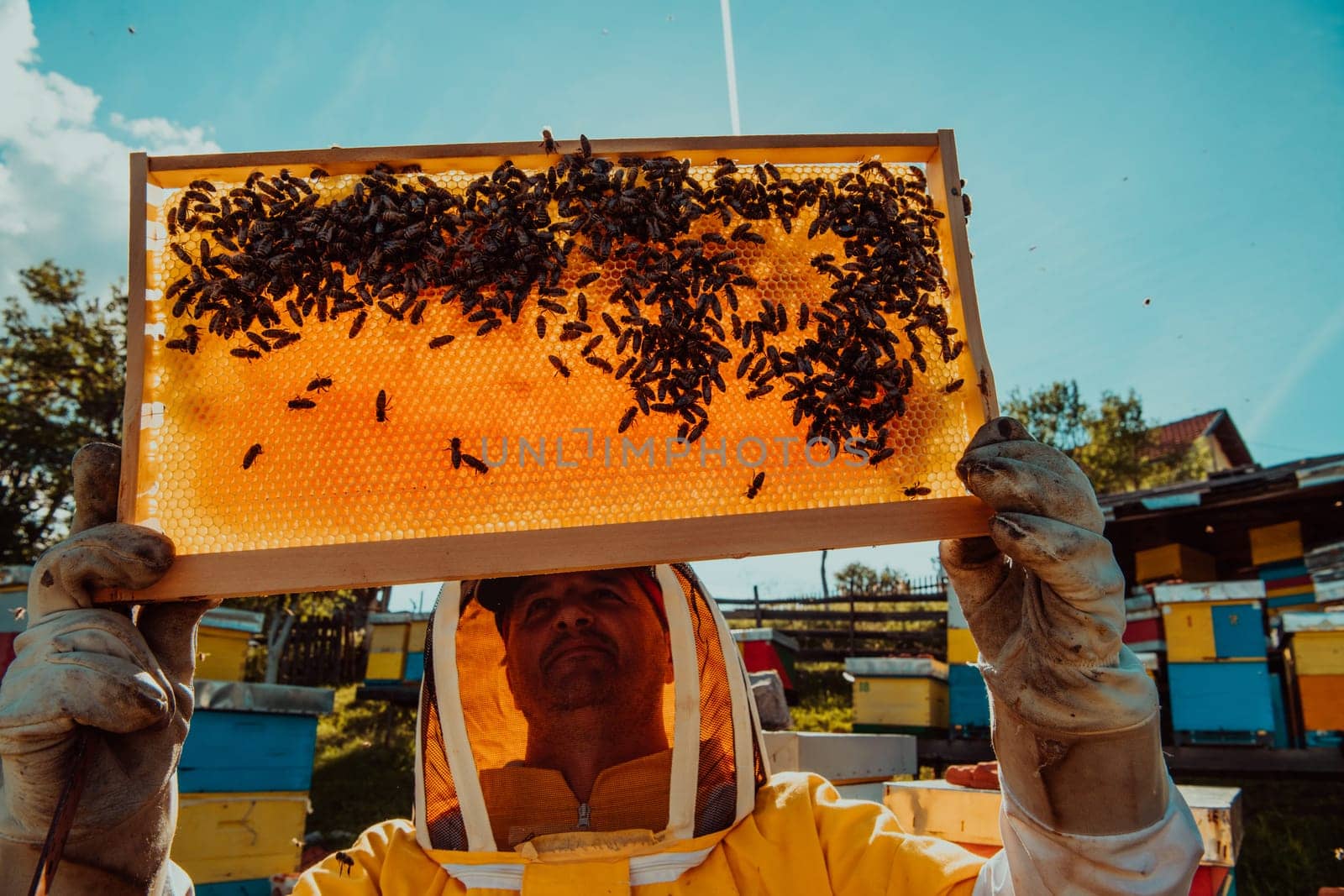 Wide shot of a beekeeper holding the beehive frame filled with honey against the sunlight in the field full of flowers.