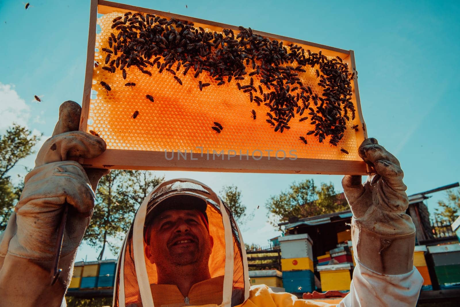 Wide shot of a beekeeper holding the beehive frame filled with honey against the sunlight in the field full of flowers.