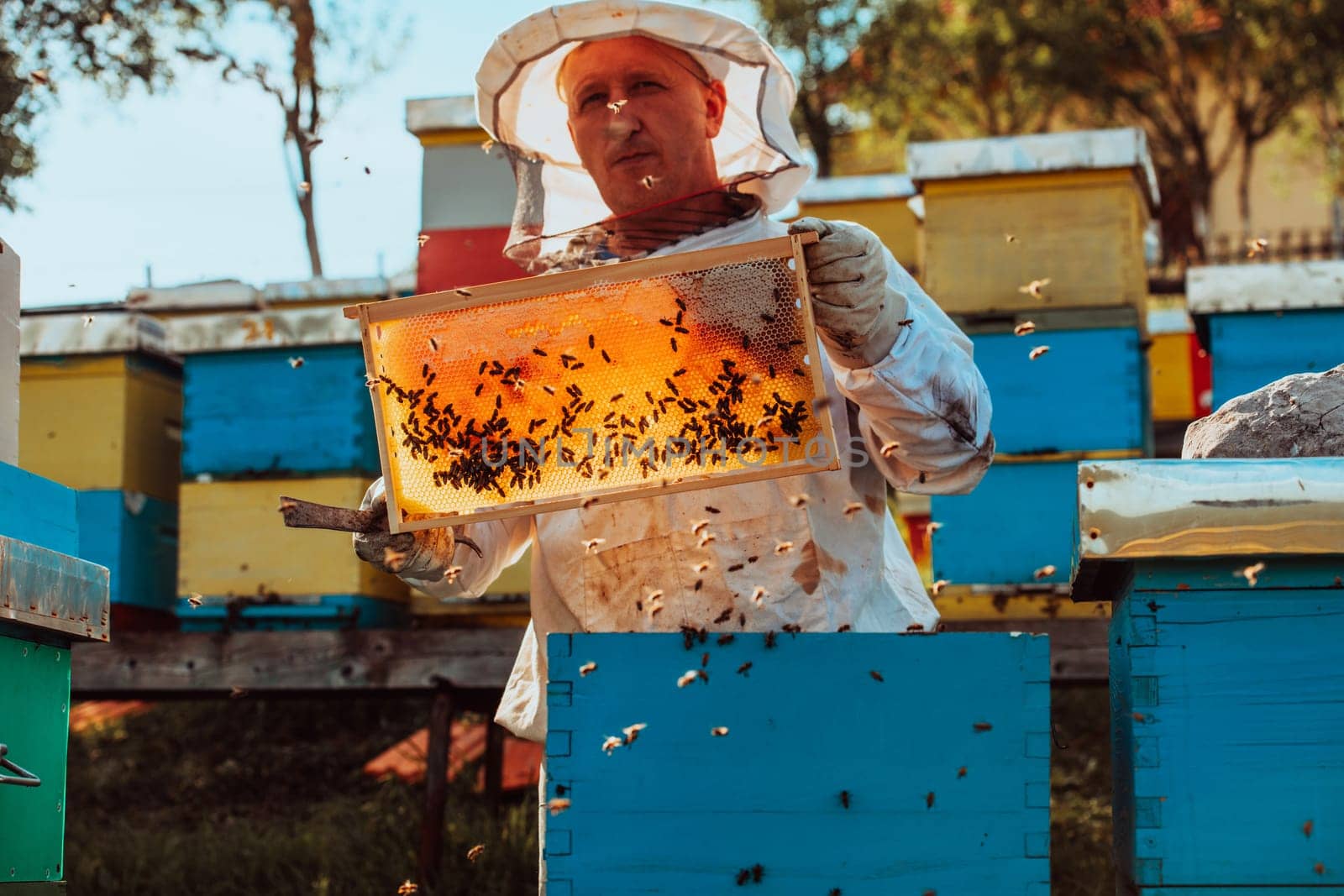 Beekeeper checking honey on the beehive frame in the field. Small business owner on apiary. Natural healthy food produceris working with bees and beehives on the apiary