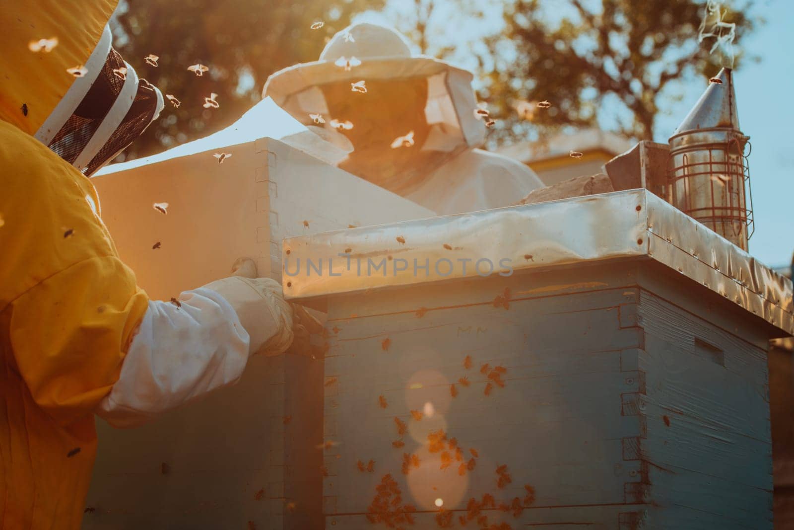 Beekeepers checking honey on the beehive frame in the field. Small business owners on apiary. Natural healthy food produceris working with bees and beehives on the apiary