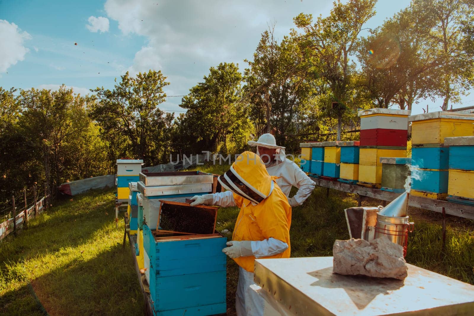 Beekeepers checking honey on the beehive frame in the field. Small business owners on apiary. Natural healthy food produceris working with bees and beehives on the apiary