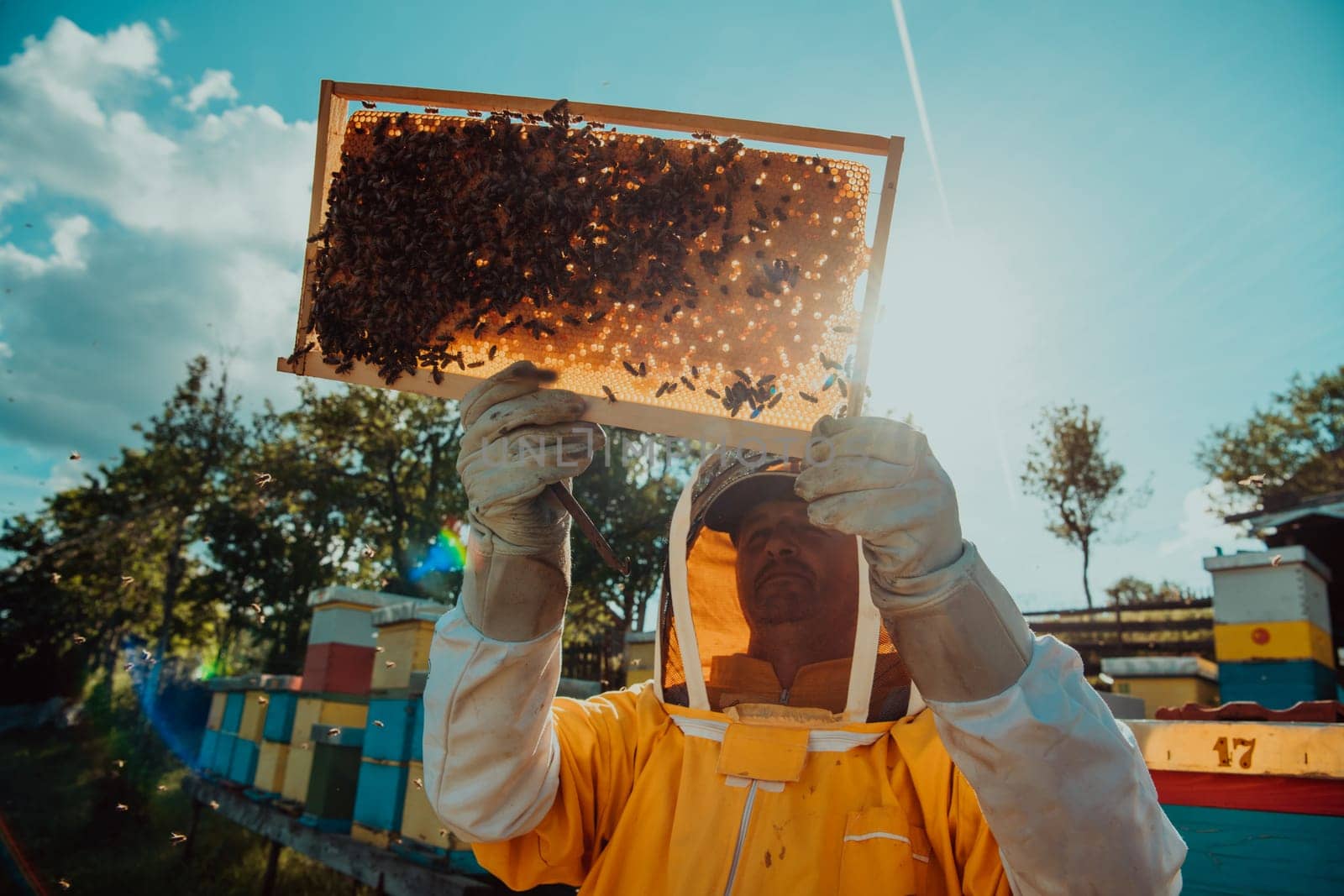 Wide shot of a beekeeper holding the beehive frame filled with honey against the sunlight in the field full of flowers by dotshock