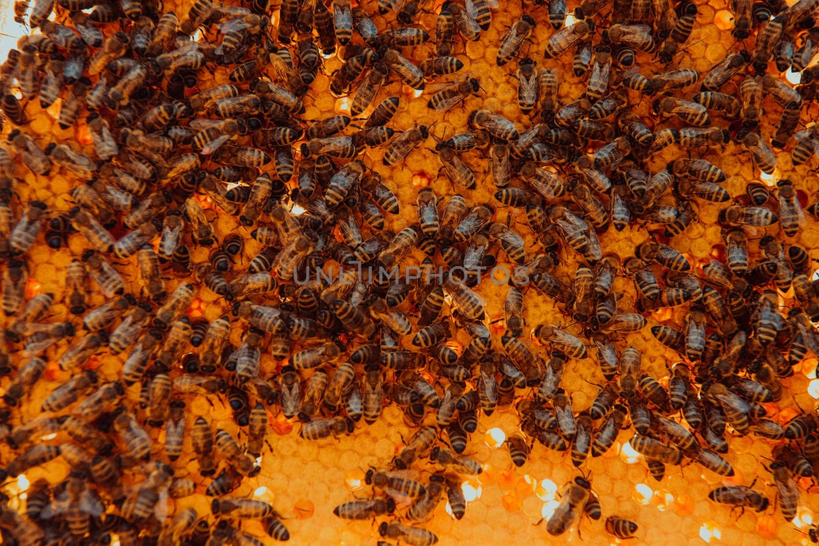 Close up honeycomb in wooden beehive with bees on it. Apiculture concept