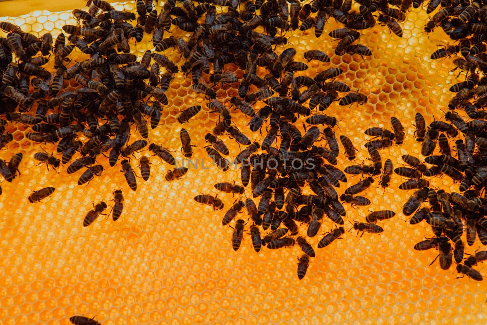 Close up honeycomb in wooden beehive with bees on it. Apiculture concept