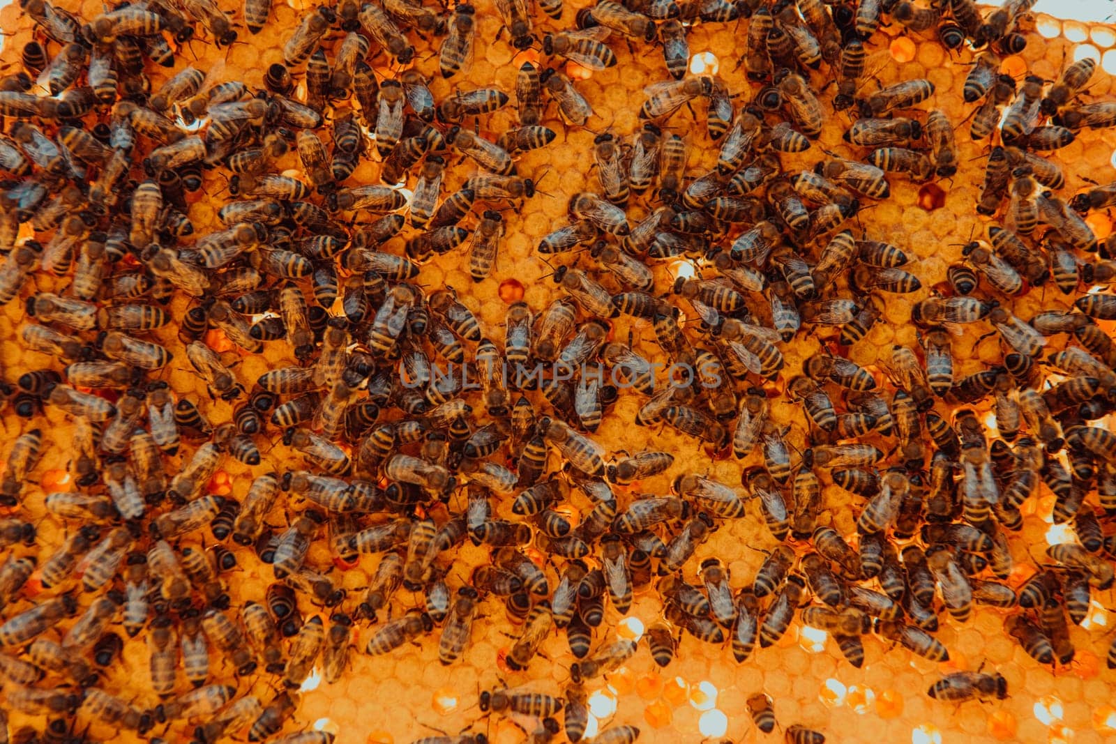 Close up honeycomb in wooden beehive with bees on it. Apiculture concept